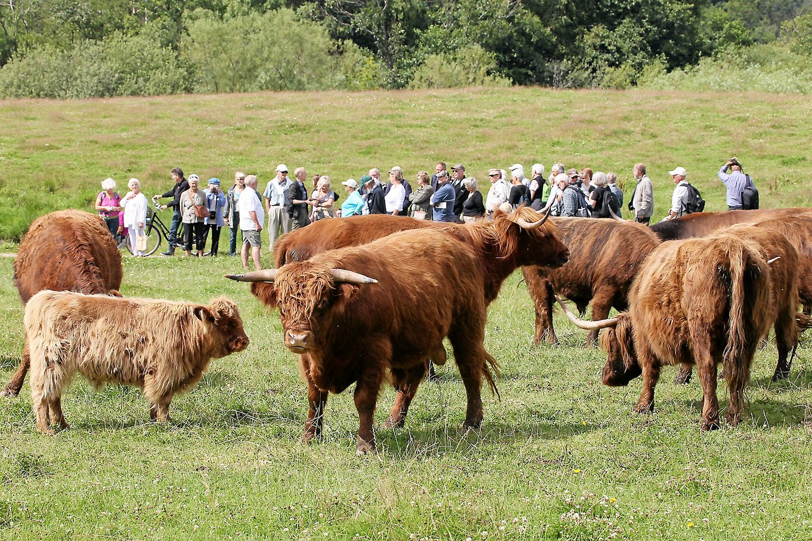 Hellebæk Kohave og Teglstrup Hegn er udset til at blive en af de femten naturnationalparker.