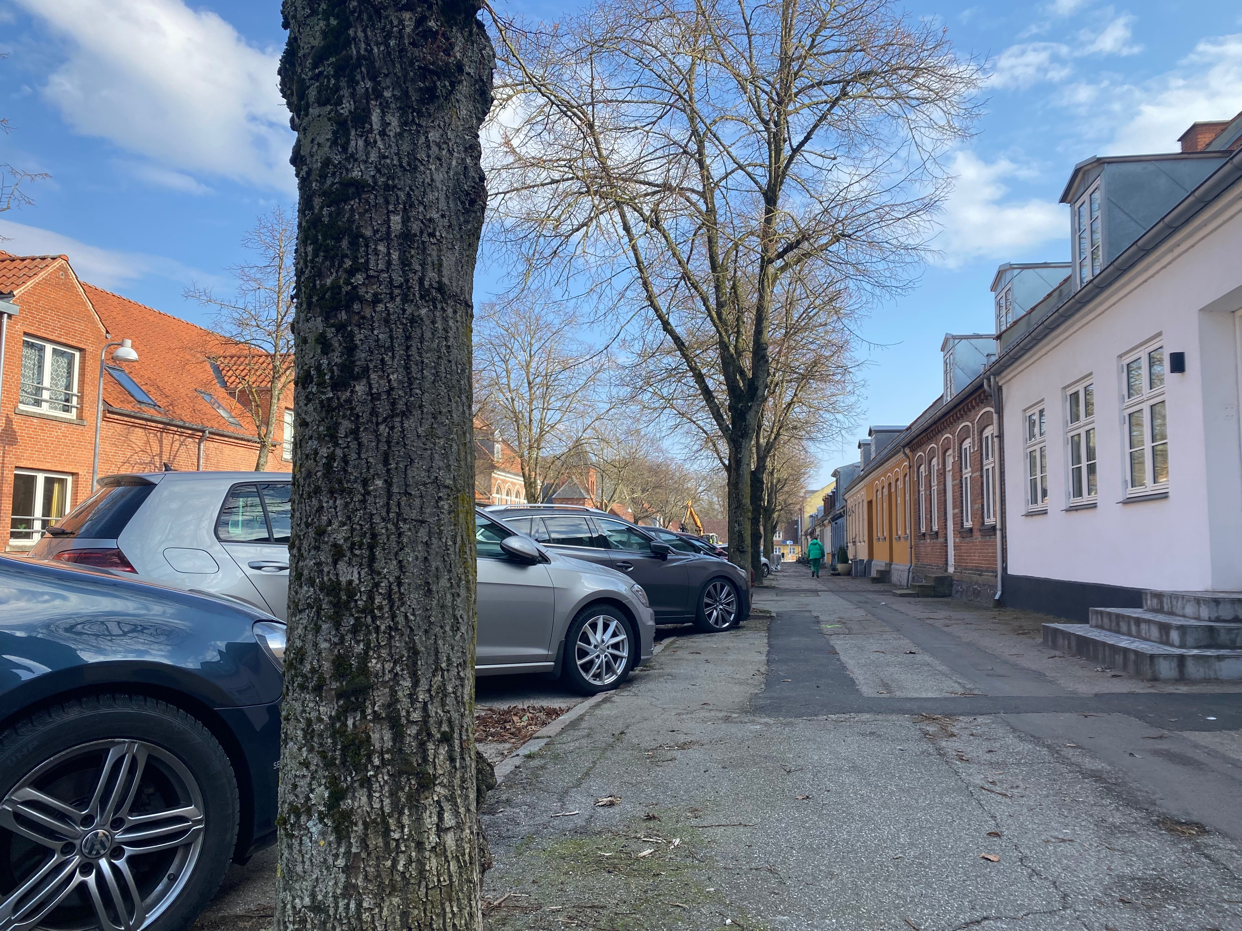 Lindetræerne på Sct. Knudsgade har længe generet bilister og beboere.