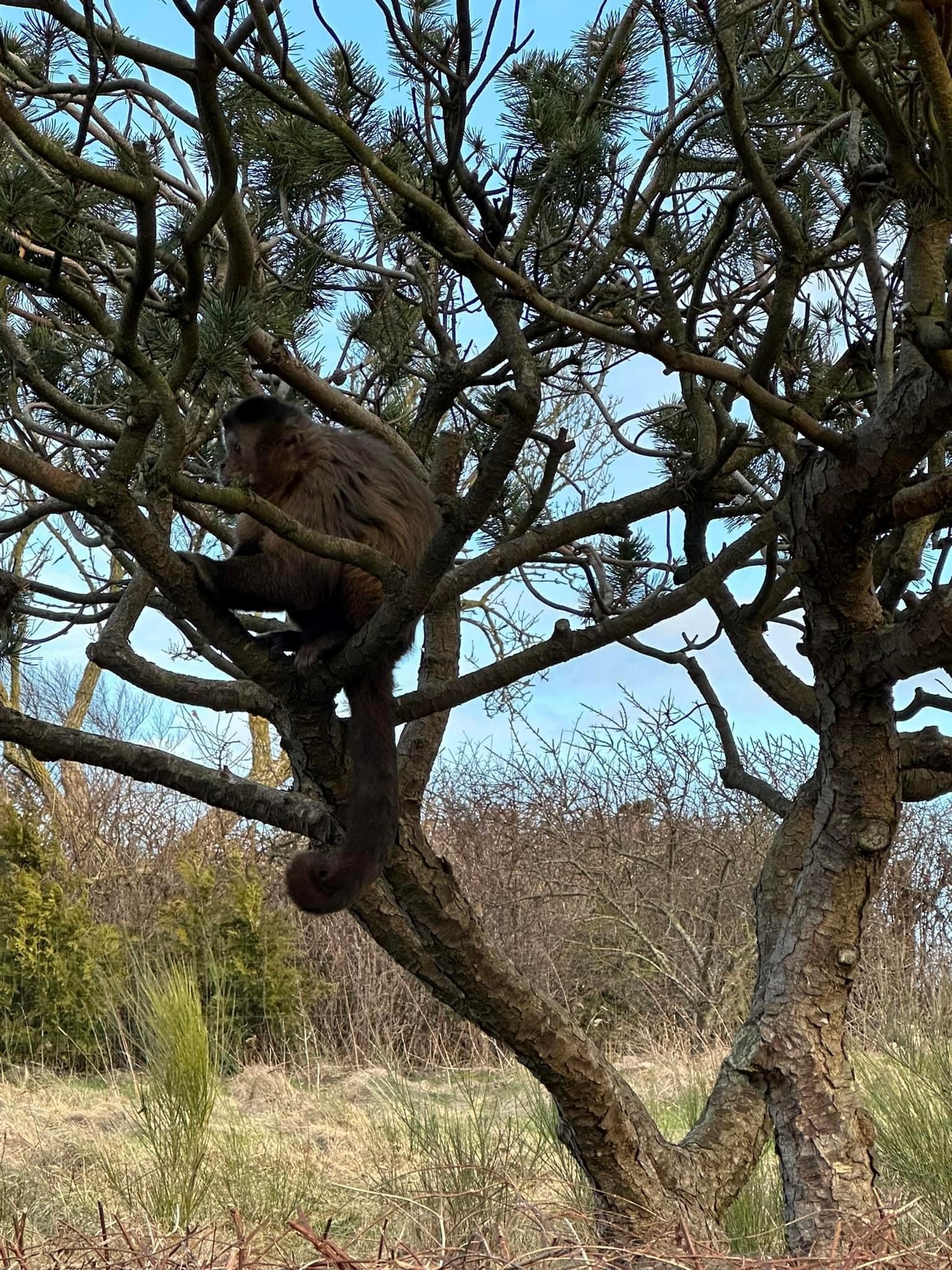 Marius, den abe, der stak af fra Odsherred Zoo Rescue under stormen Rolf, blev fanget på Møllevænget i Høve efter to uger. Marius, den abe, der stak af fra Odsherred Zoo Rescue under stormen Rolf, blev fanget på Møllevænget i Høve efter to uger.