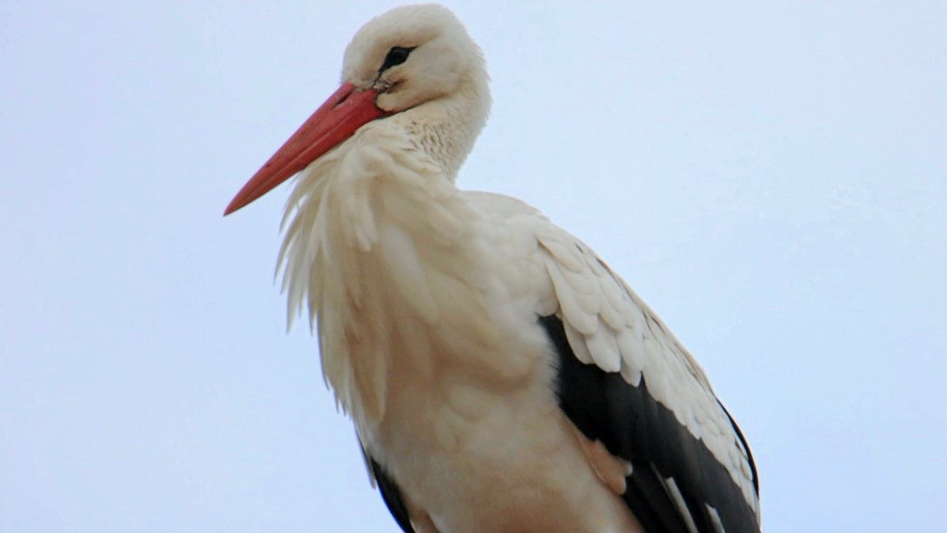 Stork på Ørslev kirketårn. Foto: Lars Busk/ Media Sydsjælland