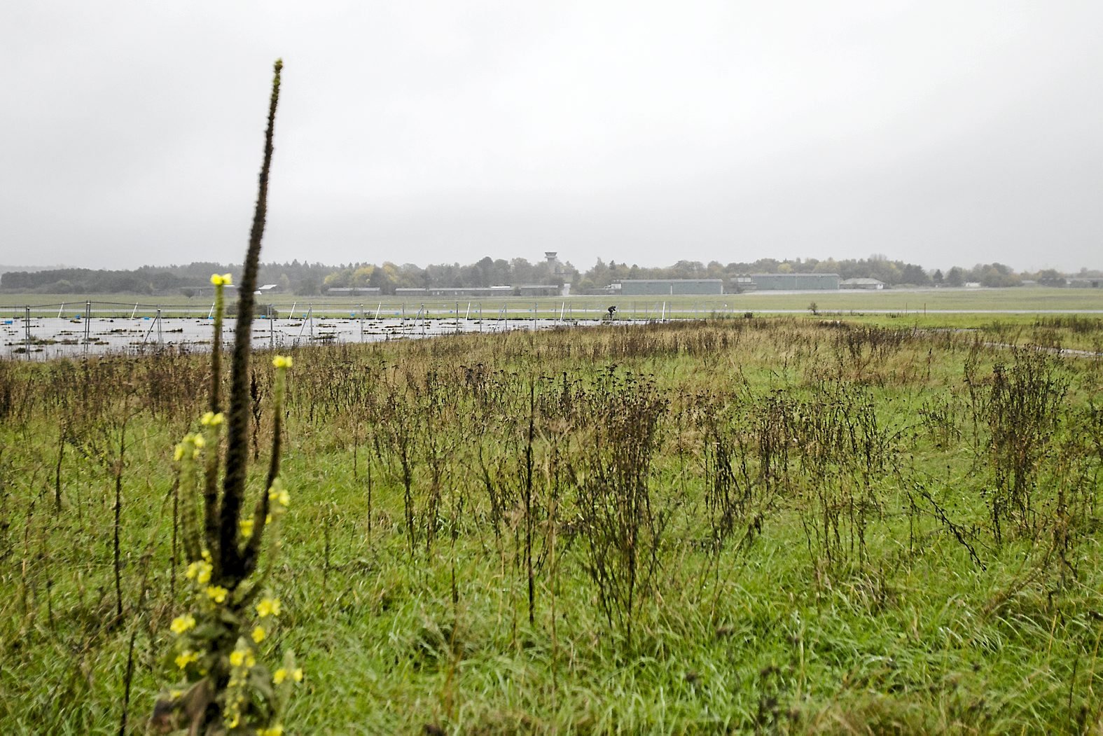 Det er ikke første gang, der er tale om, at sætte store græssere ud ved Sydlejren. Foto: Lars Skov