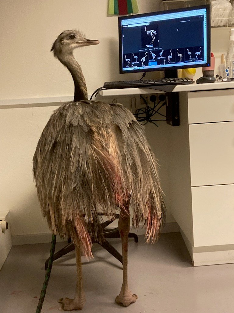 Den skadede nandu kom til dyrlæge, hvor den fik hæftet de blodige flænger sammen.