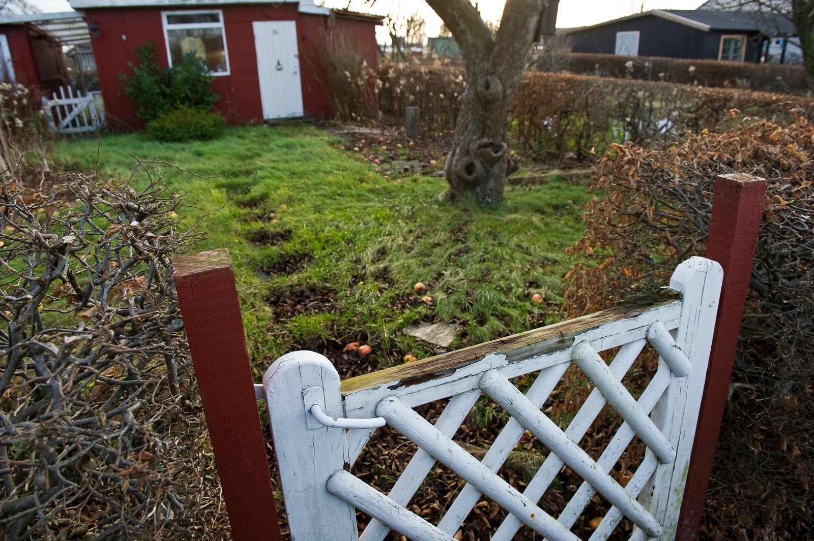 Kolonihaver er atter i fokus med regeringens nye udspil. En kolonihaveforening hilser udspillet velkomment, men mener, at loven bør laves om. Huset på billedet har intet med de lokale sager at gøre.