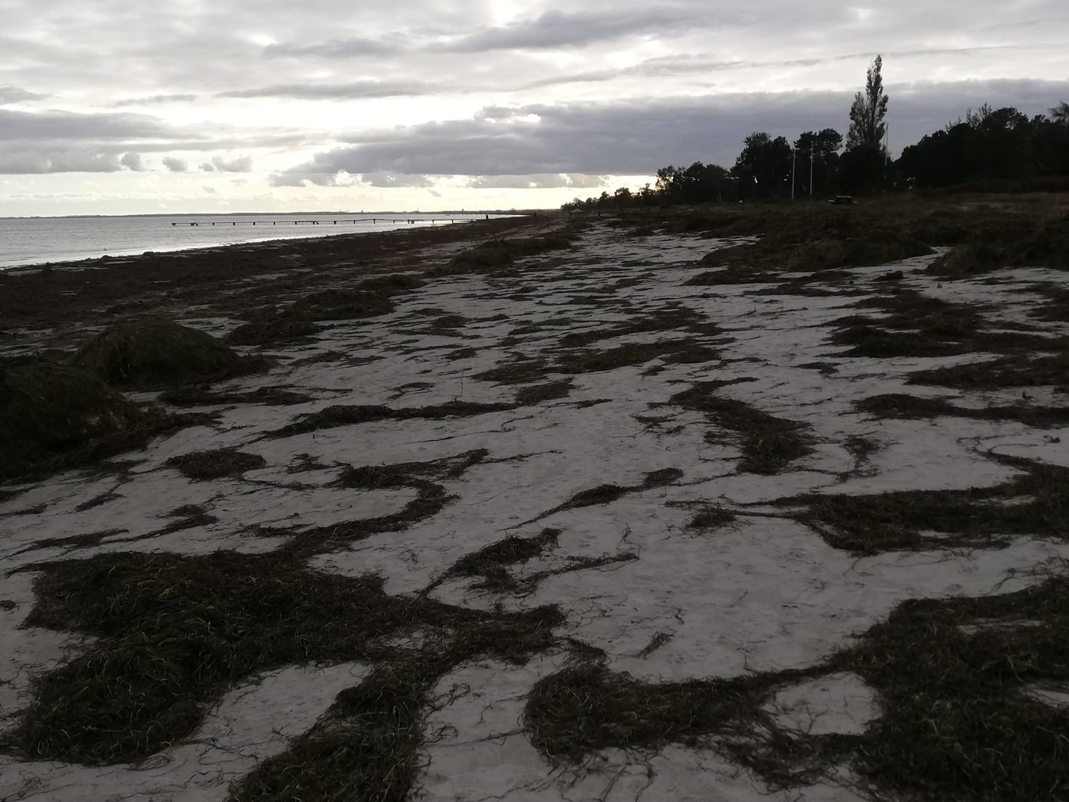 Store dele af klitterne er skyllet væk på stranden i Solrød. Foto: Karin Risbourg Wincentz