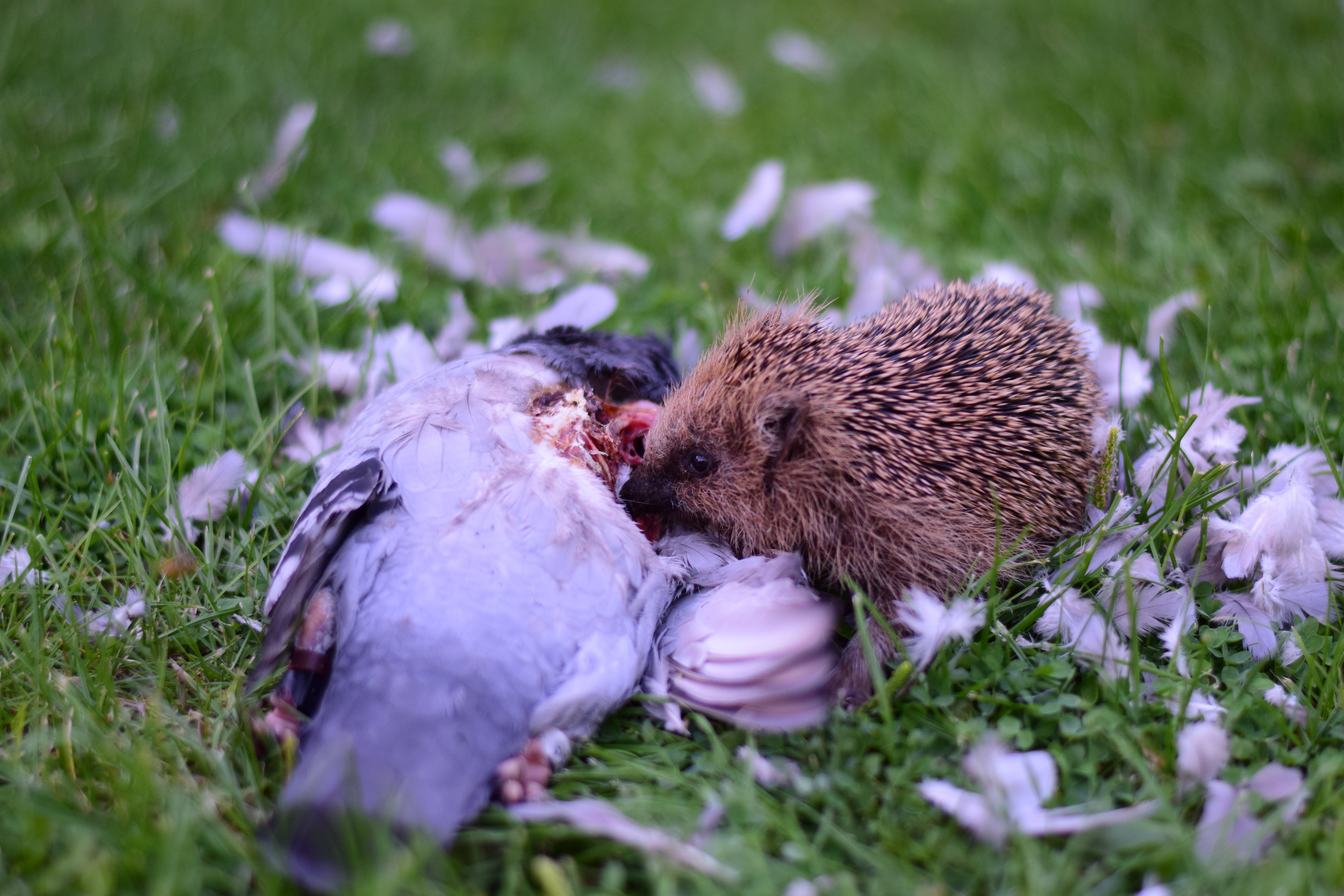 Naturen er vild nok, og nogle gange bliver man også overrasket over ting, der foregår hjemme i ens baghave. For eksempel, når man ser et pindsvin gnave sig gennem en due. Foto: Søren Schaadt Larsen