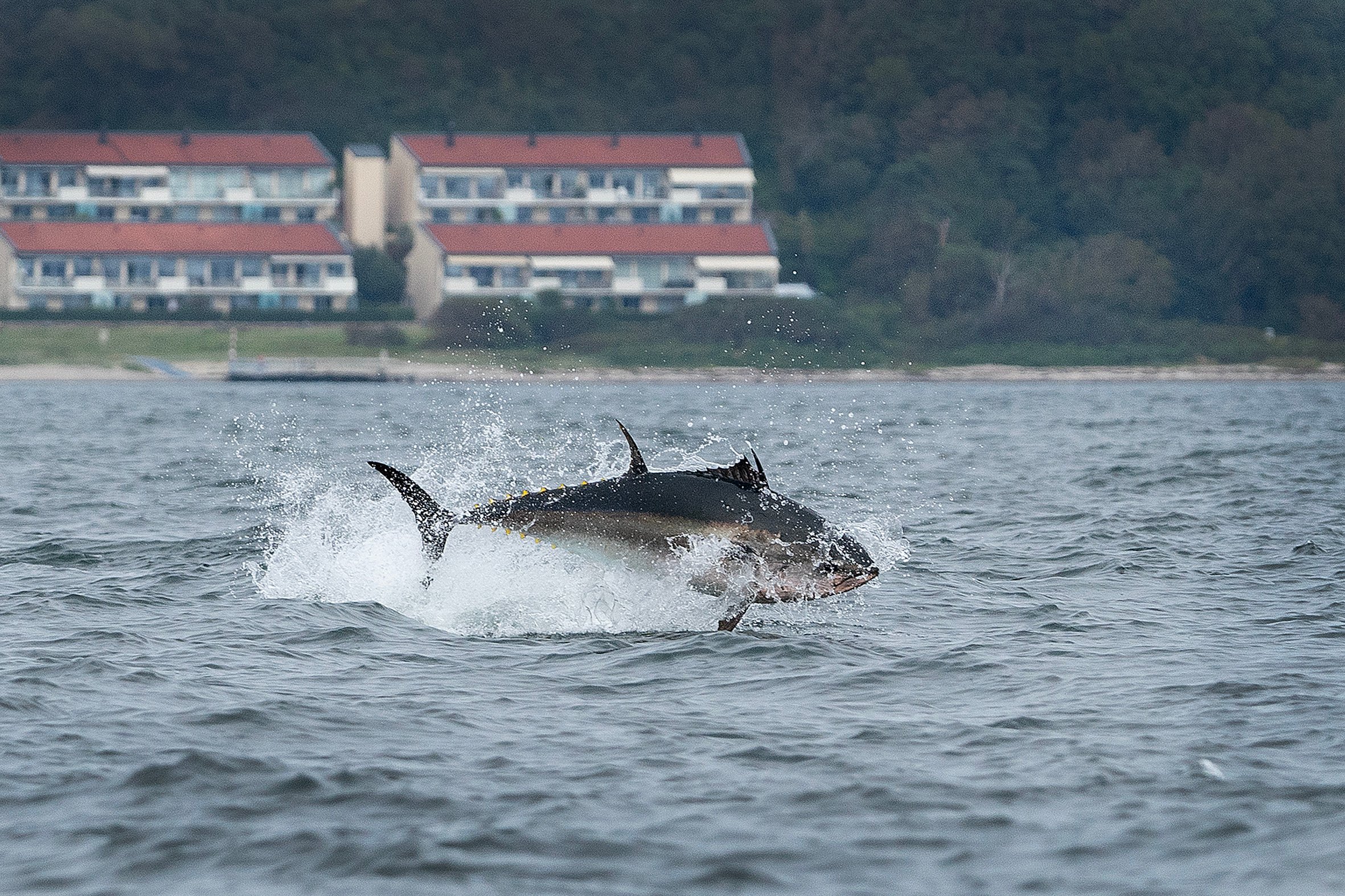 I to timer spejder vi efter måger, hvidt skum og plask, der vidner om den enorme tun, som gemmer sig og først kommer frem, når den kaster sig efter sit bytte i overfladen.  Foto: Thomas Olsen