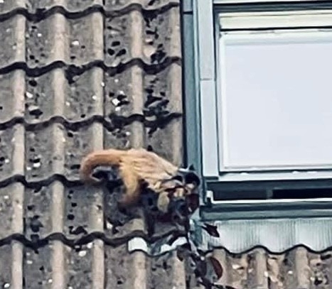 Kapucineraben Milan var vist nærmest på vej ind gennem et vindue, da han blev spottet af en genbo. Foto: Lars Gerløv Kapucineraben Milan var vist nærmest på vej ind gennem et vindue, da han blev spottet af en genbo. Foto: Lars Gerløv