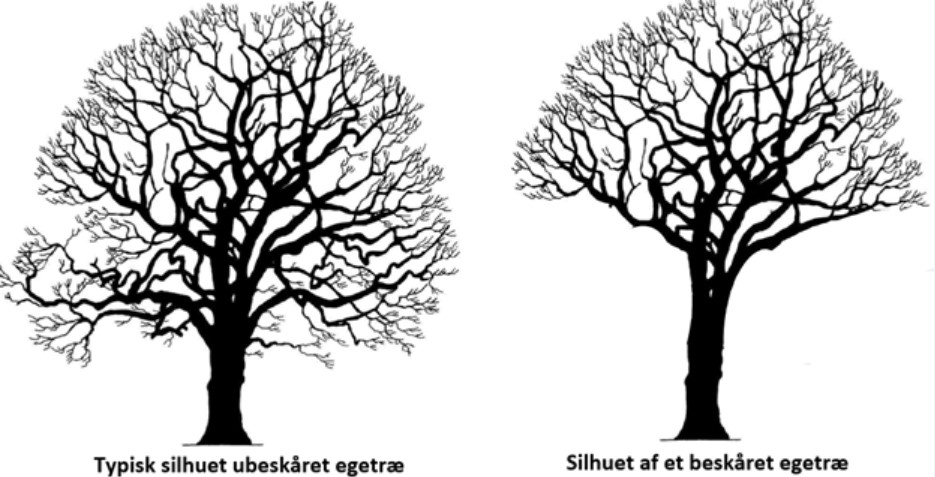 - Ringsted Kommune