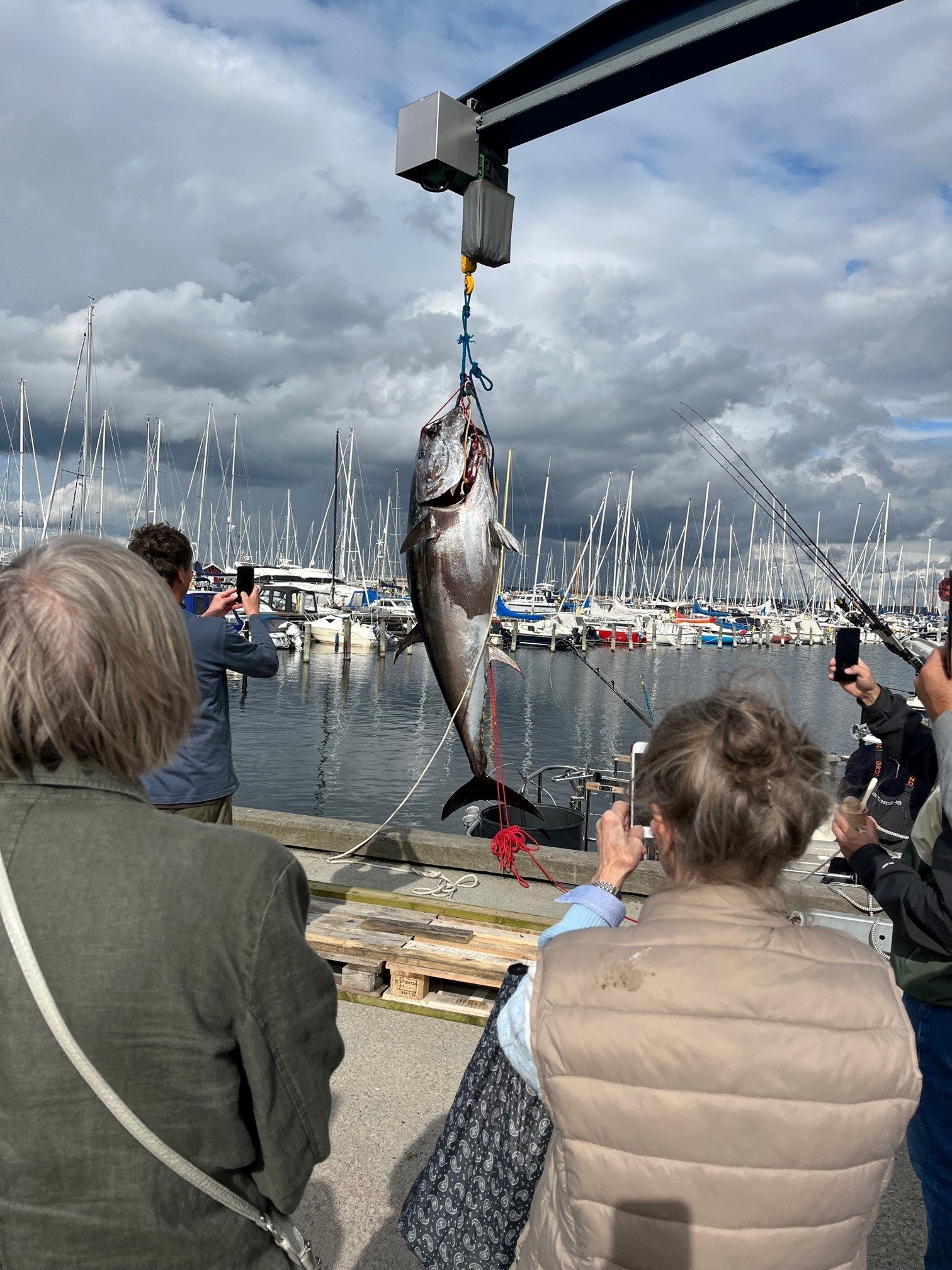 En død tun vakte stor opmærksomhed, da den ankom til Helsingør Nordhavn forrige lørdag. Mandskabet på båden opfordrede til ikke at sprede billederne på de sociale medier. Foto: Andreas Norrie