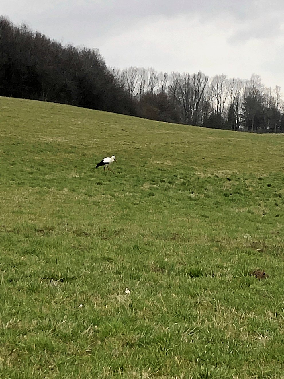 Klimatilpasningssagsbehandler i kommunen spottede storken ved kommunens nye vådområder.