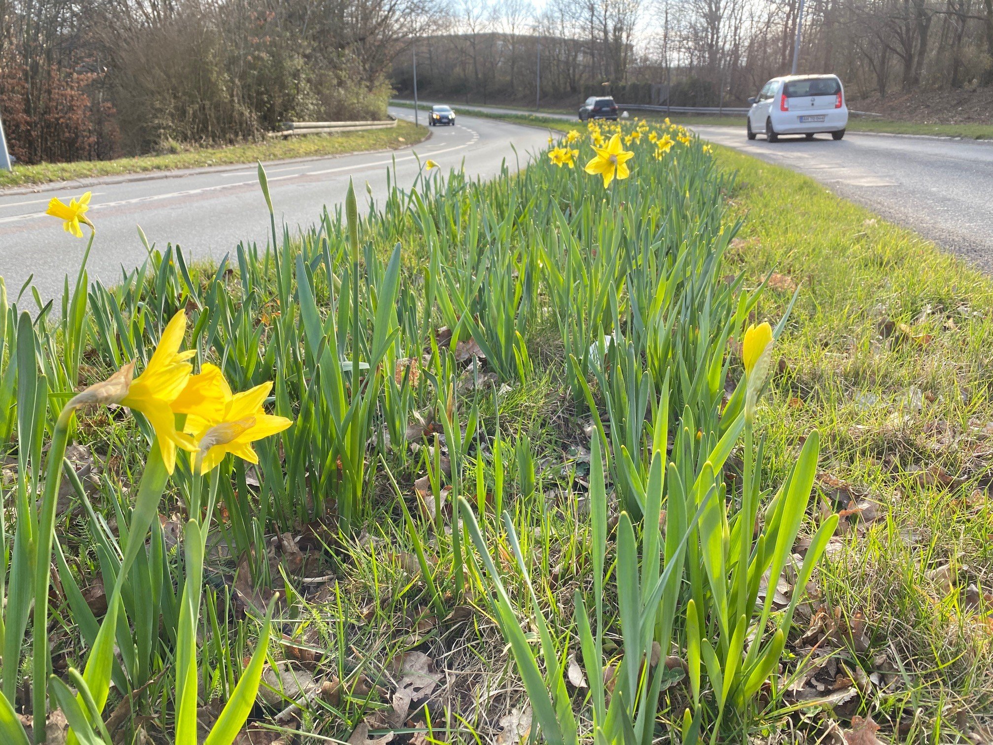 Gule påskeliljer på omfartsvejen Hørsholm Allé er en genvej til at opleve påsken, skriver sognepræst Nina Raunkjær.