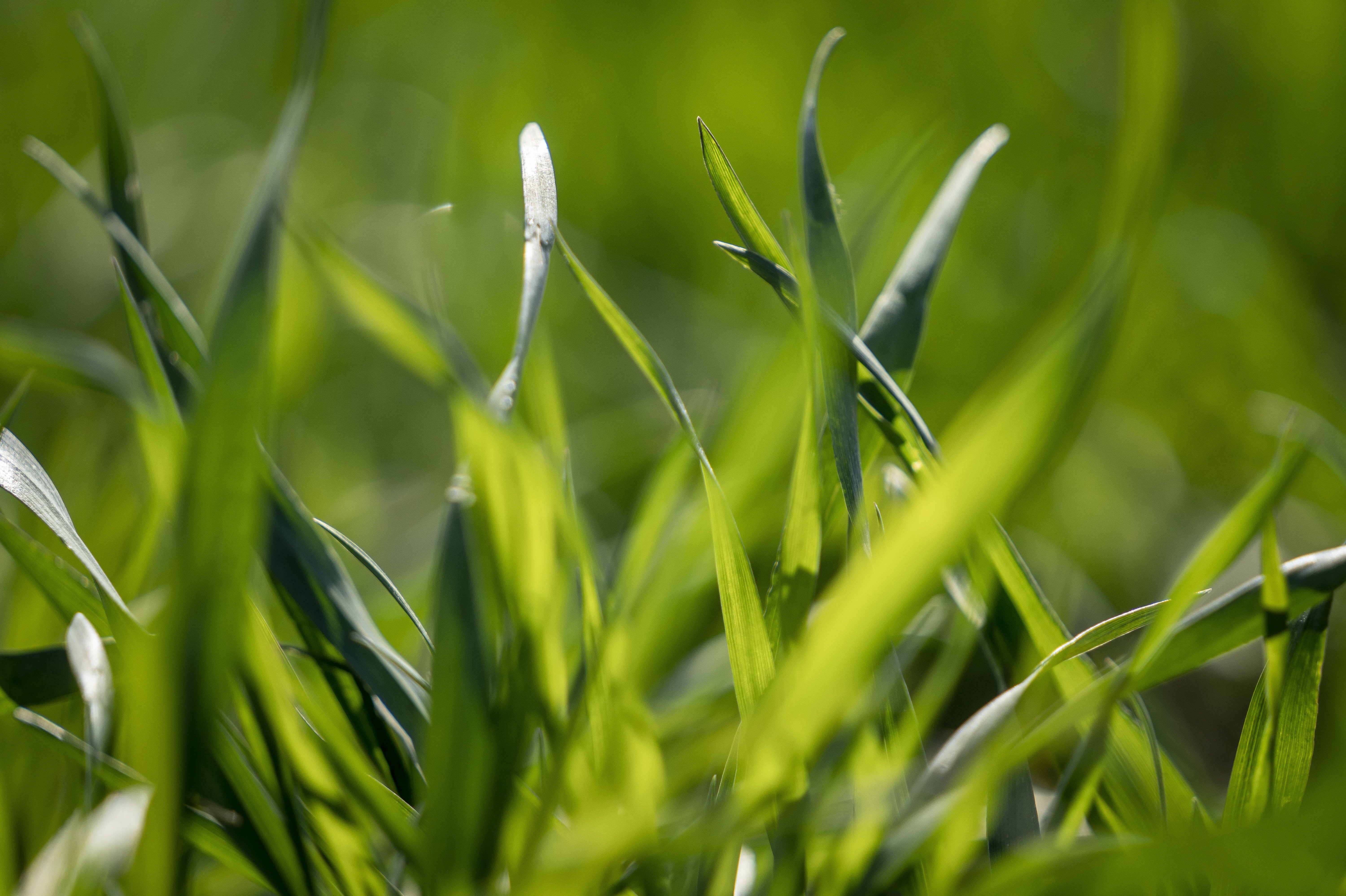 Regeringen præsenterer grønt landbrugsudspil Ifølge Astma-Allergi Danmark kan op mod 1 million danskere med pollenallergi se ind i en usædvanlig periode med både græs- og birkepollen i luften. (Arkivfoto).