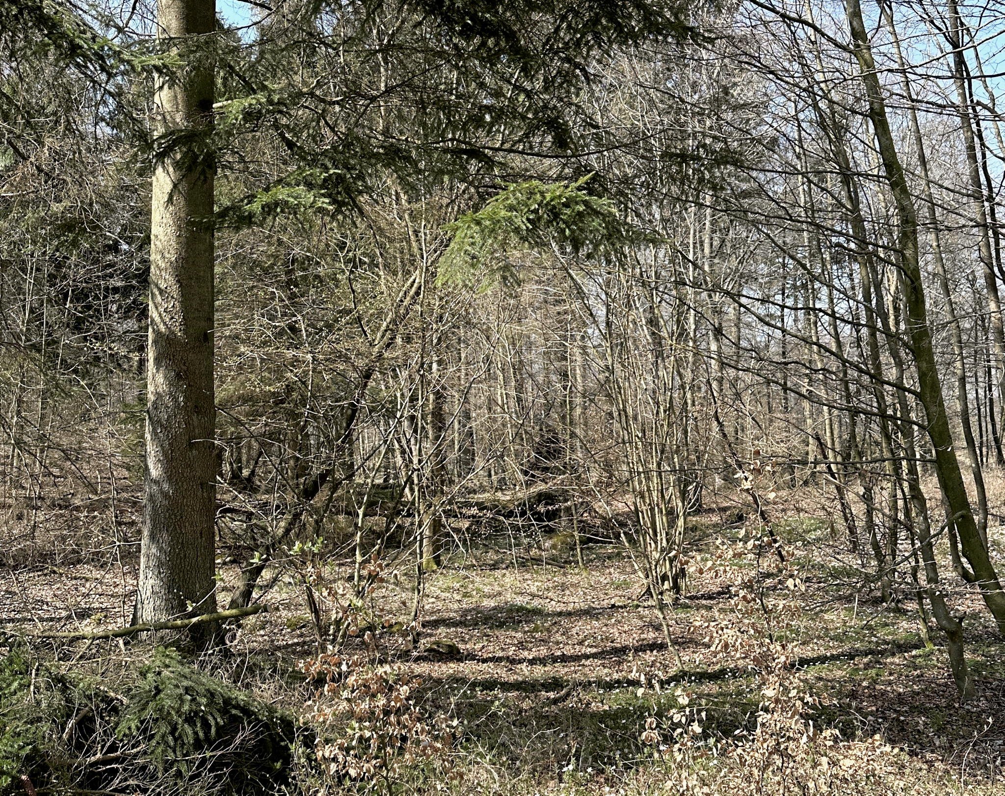 Naturfonden vil i de kommende måneder genoplive flere tørlagte skovmoser i Lerbjergskoven, så de får den naturlige vandstand tilbage.