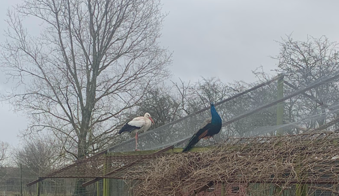 En 25-årig svensk stork har fundet sig godt til rette på besøgsgården.