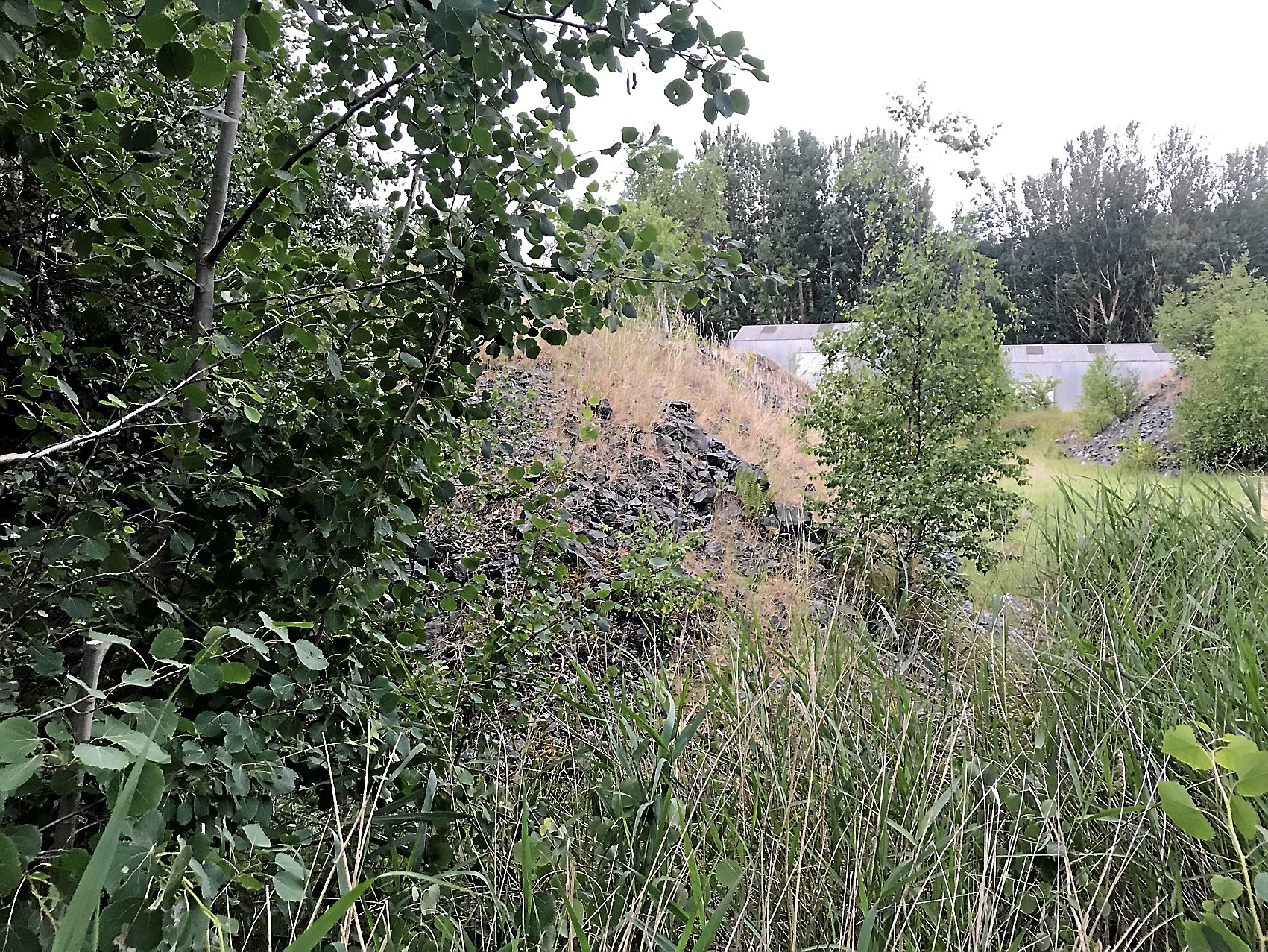 Malmen fra Kvanefjeld, der er årsag til forureningen af jord og grundvand på Risø, lå i årtier og voksede til på den bare jord. I dag er den flyttet til sikre, overdækkede bassiner, men en oprensning af jorden på stedet vil være så dyr, at Roskilde Kommune er klar med et nyt påbud, som indeholder en langsommere, men billigere vej til et rent miljø. Foto: Steen Østbjerg