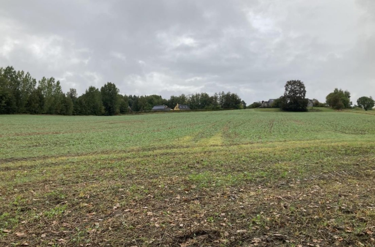Marken her er den ene af to marker på hver sin side af Lundhøjvej ved Lynge, hvor FM Råstoffer har ansøgt om at etablere grusgrave. Foto: Region Sjælland