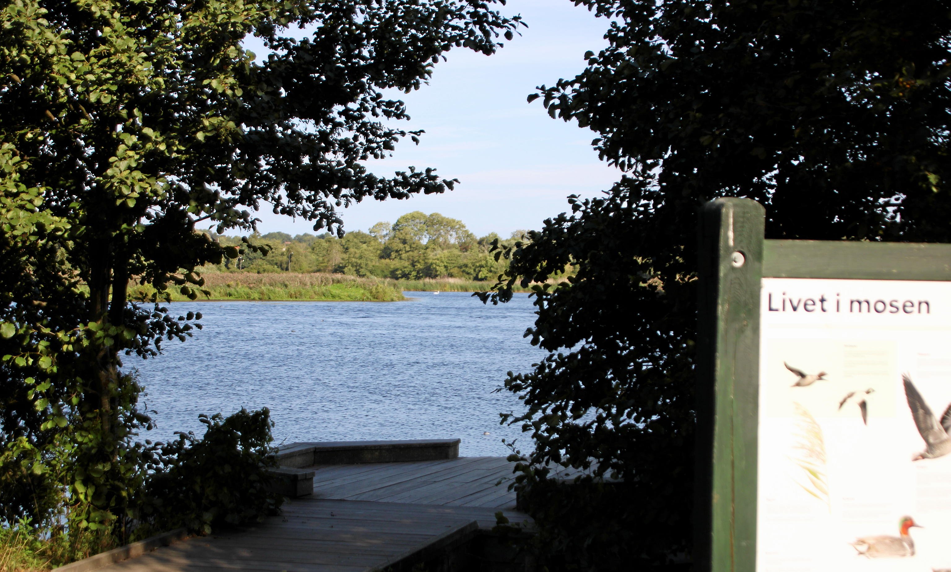 Der mangler respekt for dyr og natur i Utterslev Mose, mener en lokal borger. Nu svarer en miljømedarbejder fra Sekretariatet hos Brønshøj-Husum Lokaludvalg. Foto: Peter Kenworthy