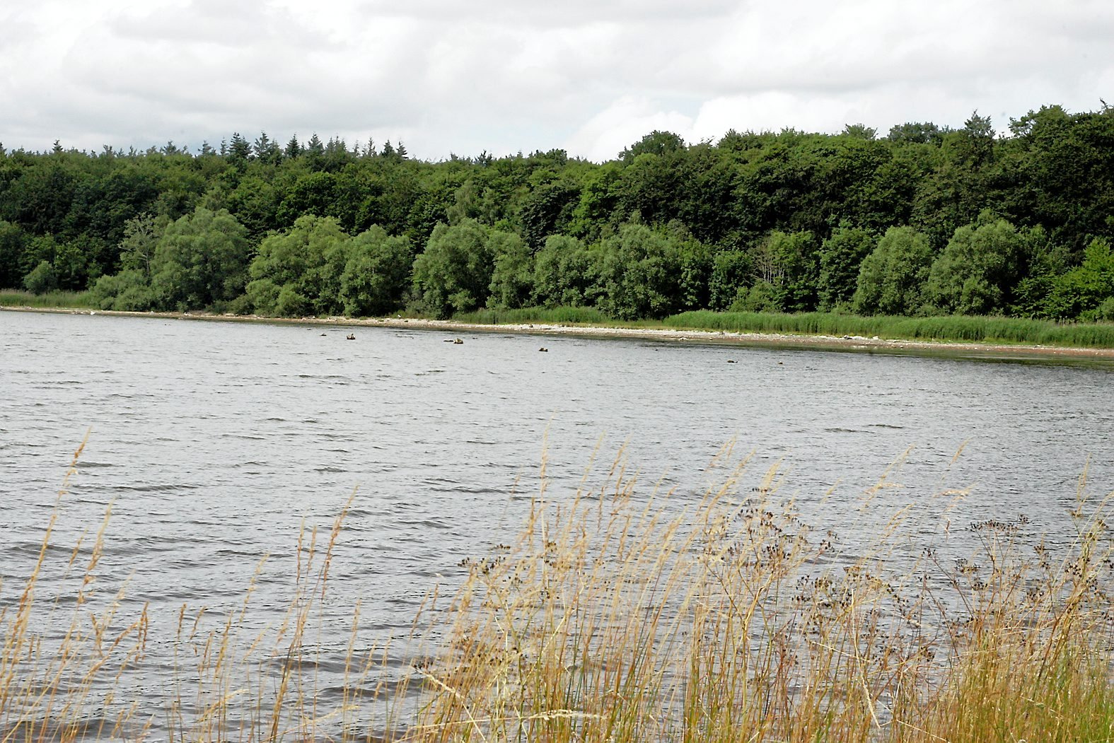 En kommende pilotnaturpark i Ringsted Kommune har mødt modstand blandt lodsejere, bl.a. Henrik Thomsen, der har grund ned til Gyrstinge Sø.