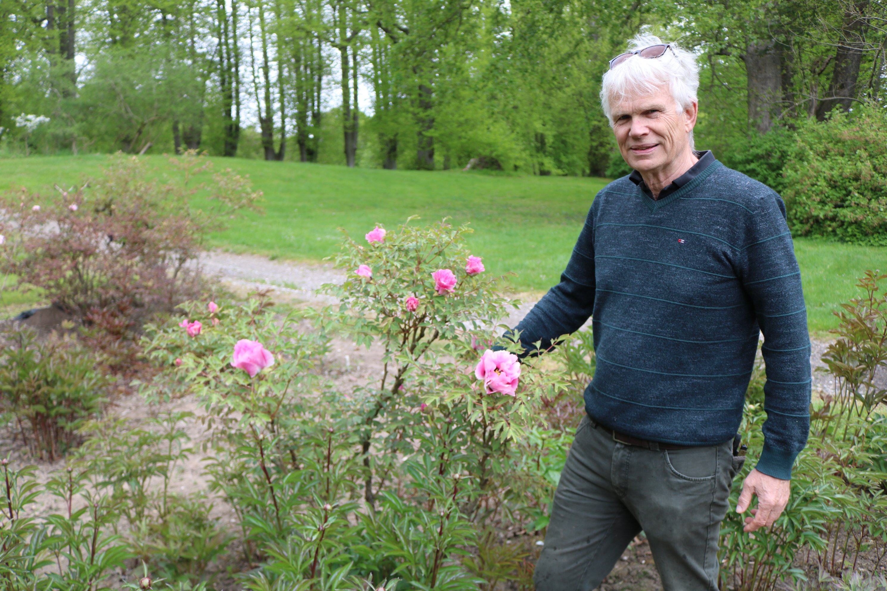 - Vi skal have bedene klar til Livsstilsdagene. Det årets helt store fremvisning, forklarer Peter Lunding, formand for Dansk Pæonselskab. Foto: Holger Vincents.