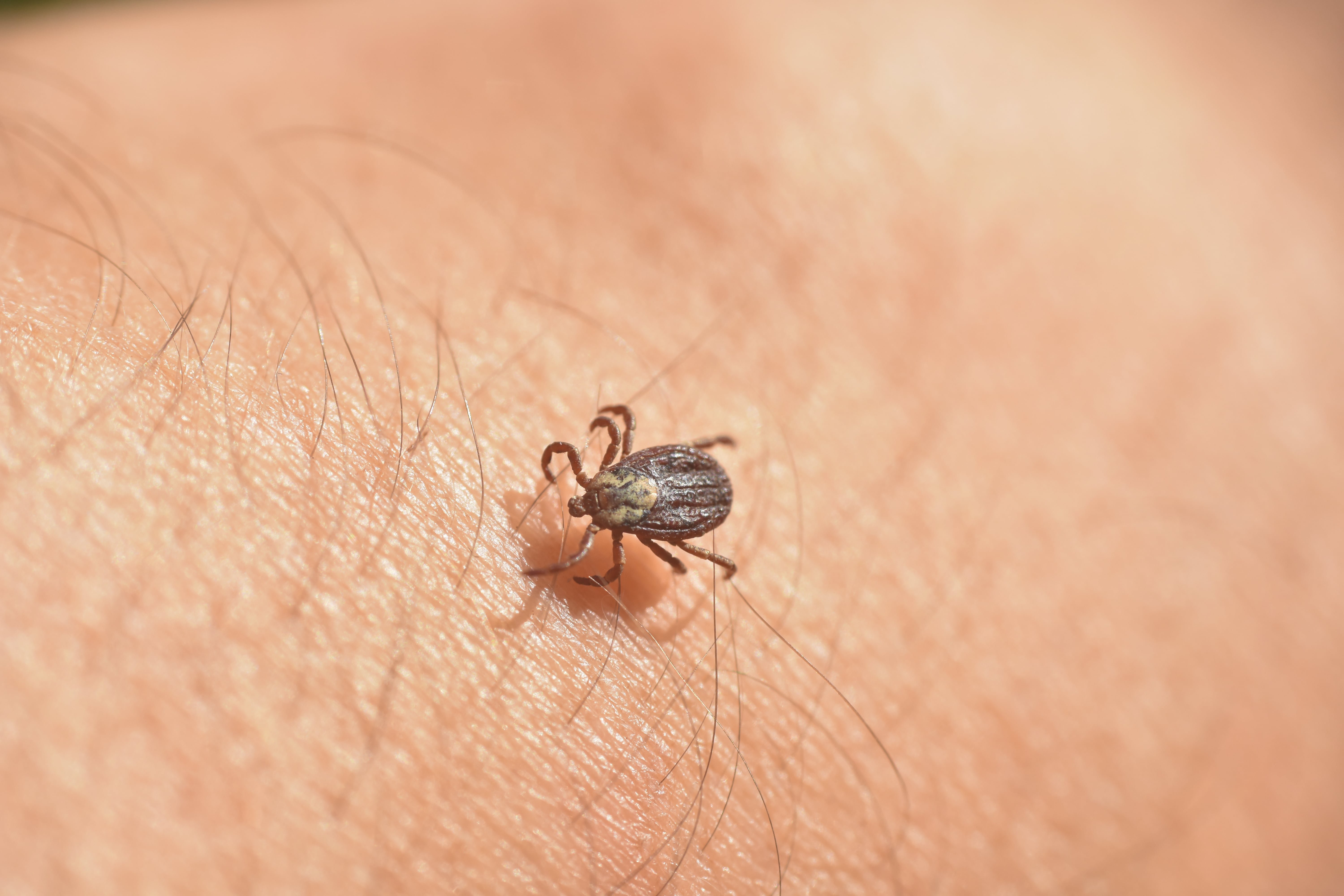 Man skal tage den med ro og ikke blive TBE-vaccineret, hvis man ikke færdes i risikoområder, siger SSI.
