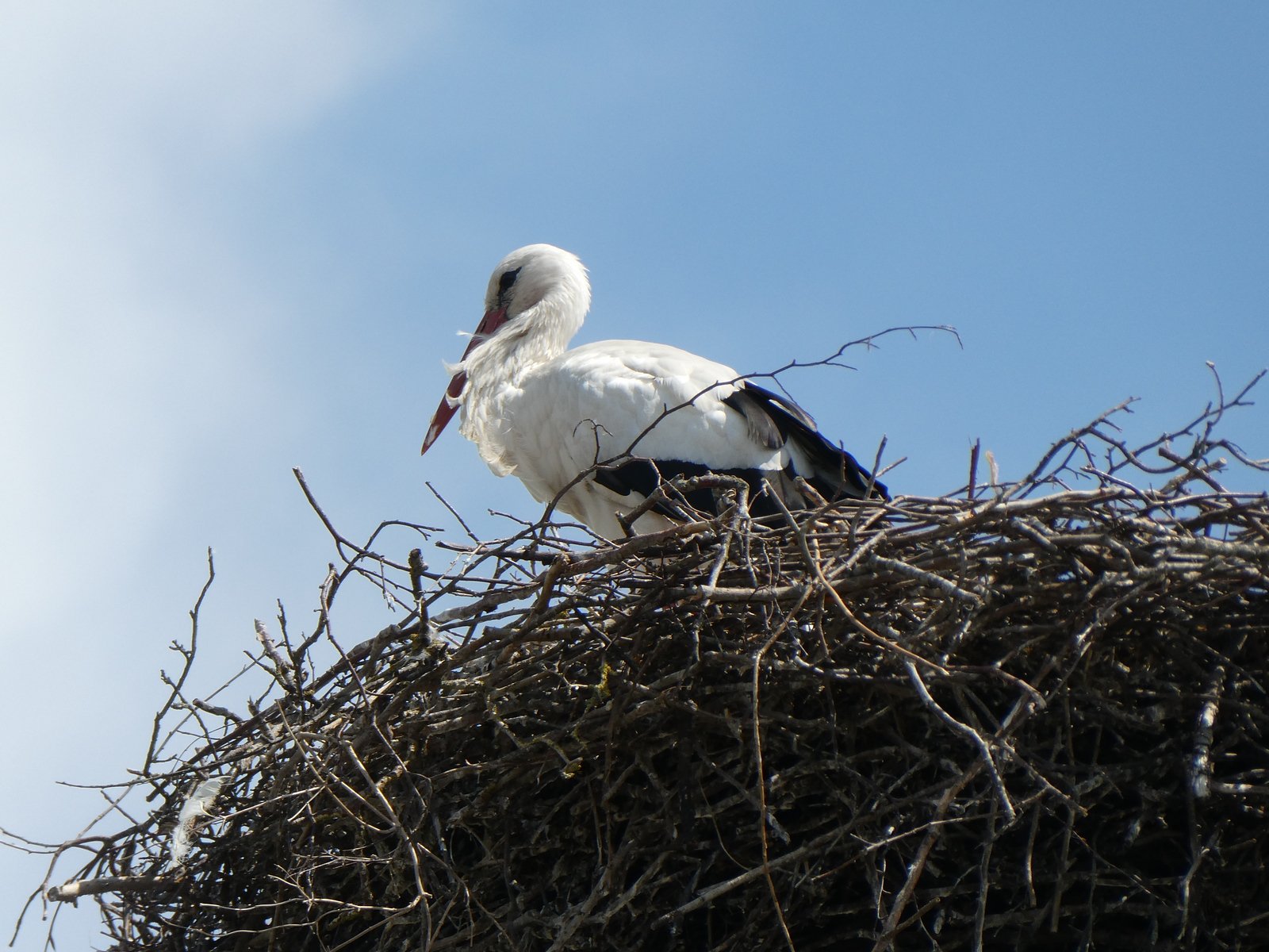 Ungstorken Holm fra Gundsølille har valgt at bruge sommeren i Bulgarien. I foreningen storkene.dk var det formand Jess Frederiksens forventning, at Holm ville have tilbragt sommeren i Tyrkiet. Foto: Merete Carøe, storkene.dk