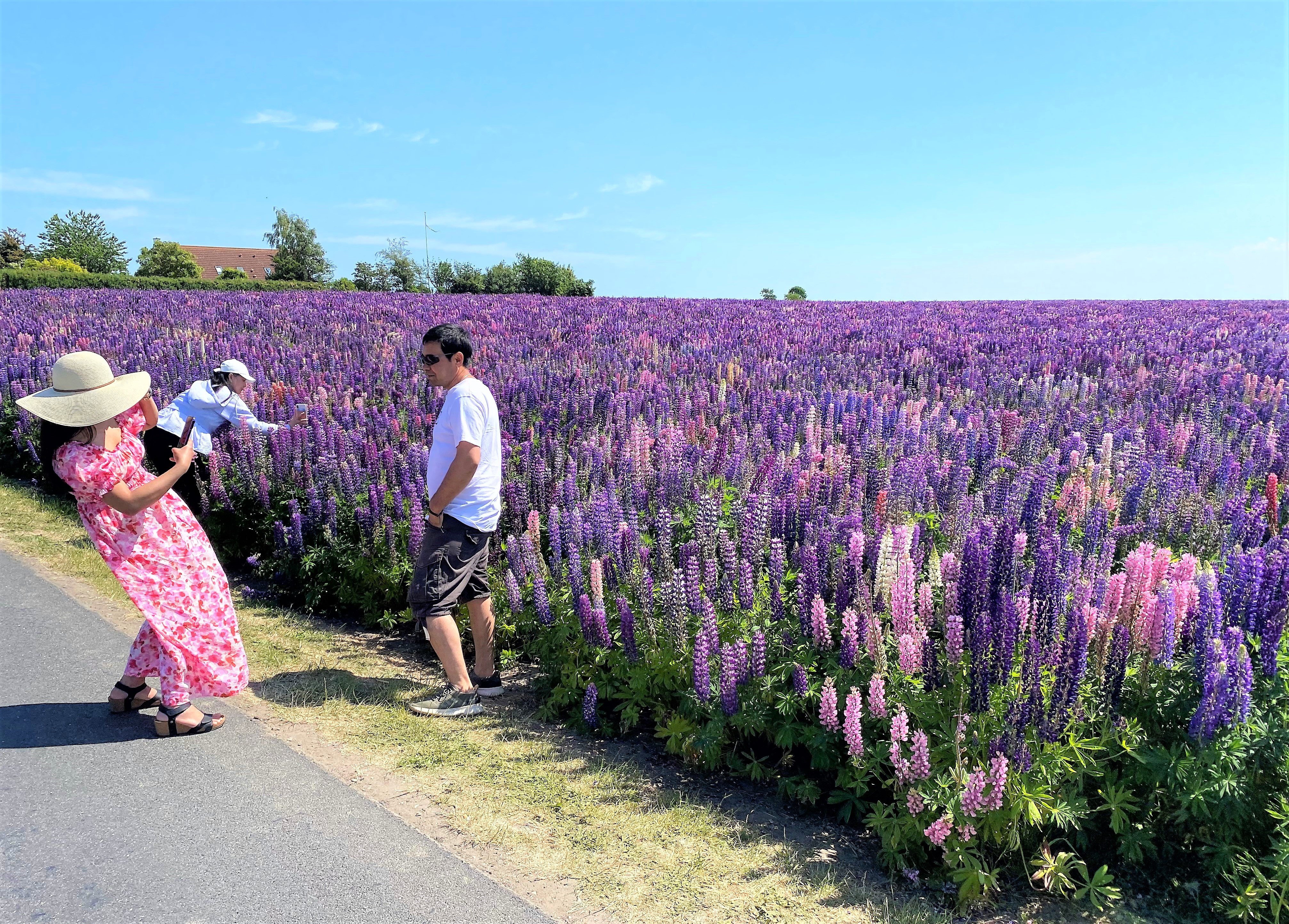 Filippinske aupairpiger i deres flotteste sommerkjoler er strømmet fra hele Nordsjælland til Mortens lupinmekka, hvor der er taget billeder og selfies i et væk til de sociale medier.
