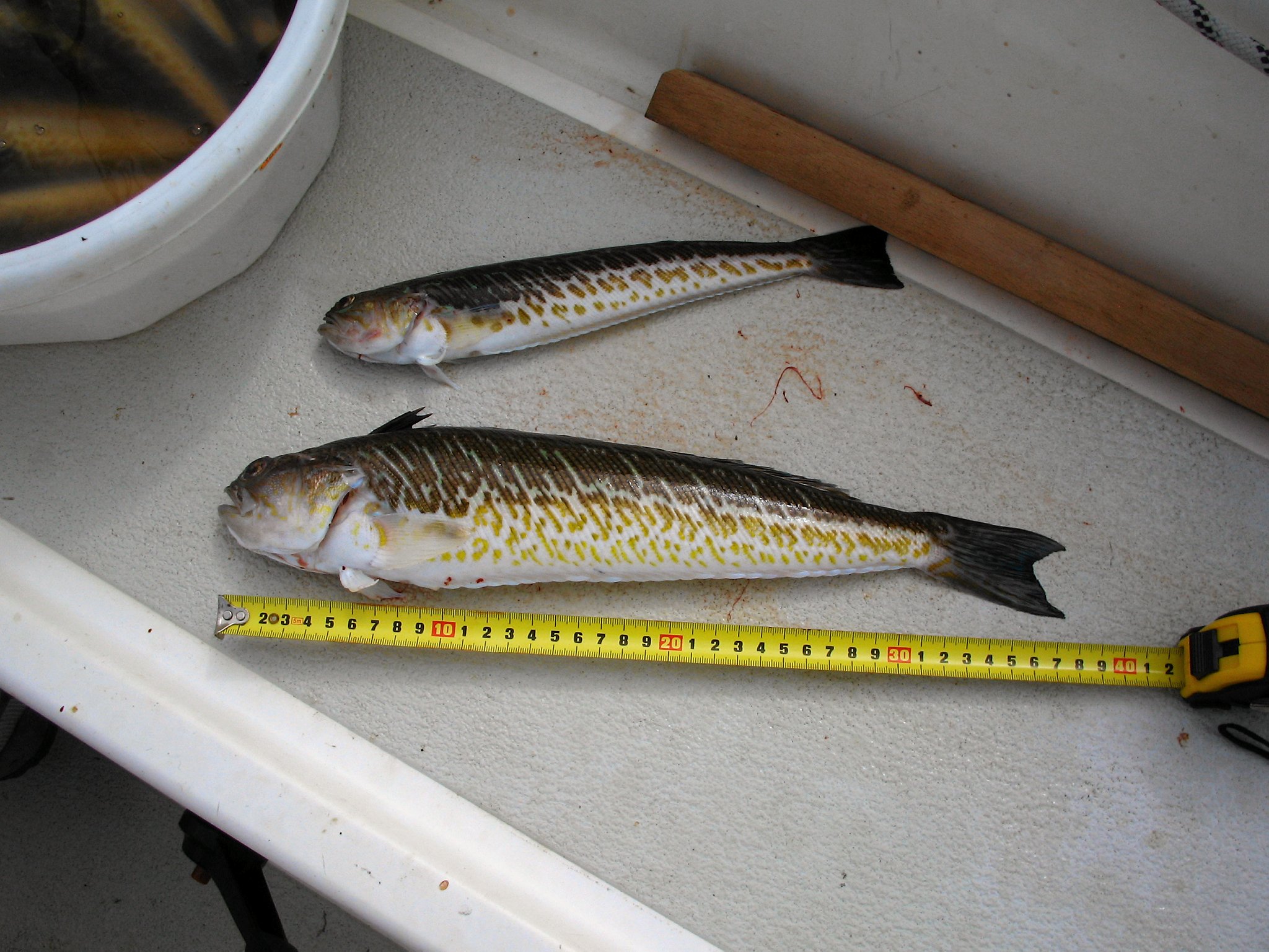 Fjæsingen kan blive op til 50 centimeter lang. Fisken har giftpigge flere steder på kroppen, og det kan være meget smertefuldt at komme i nærkontakt med en fjæsing, men det medfører sjældent alvorlig sygdom.