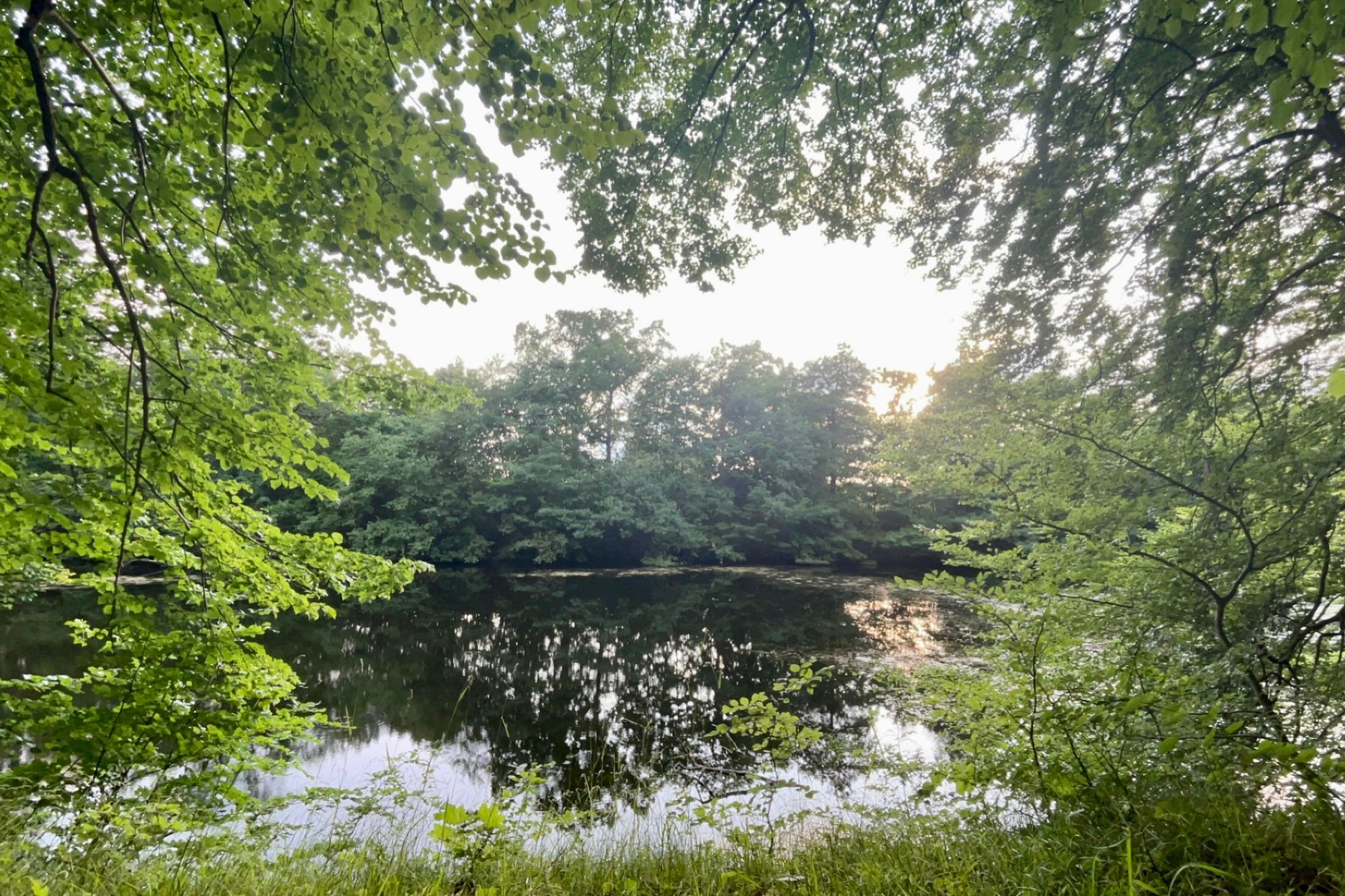 Cirka halvdelen af Bidstrupskovene skal indhegnes til naturnationalpark. Foto: Ea Lykke Schausen