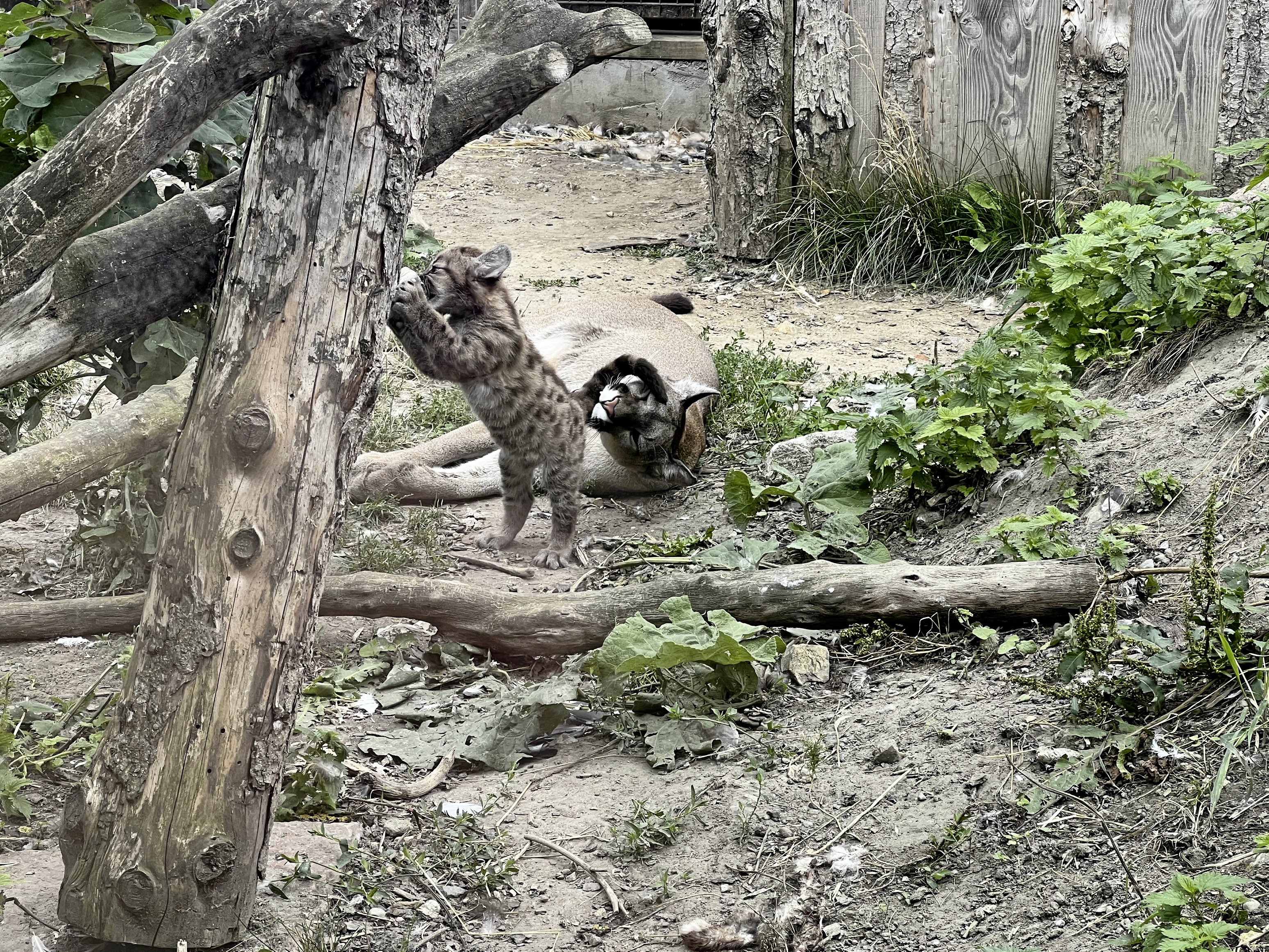 Danmarks eneste pumaunge kan lige nu opleves i Krokodille Zoo. PR-foto: Julie Spuhr