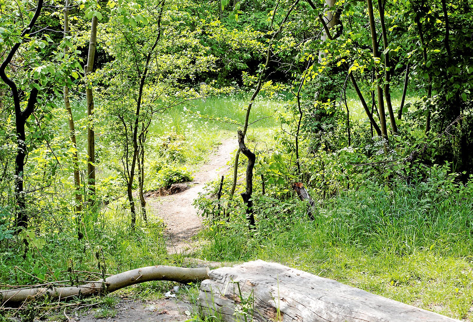 Hvis politikerne finder pengene, kan en naturbørnehave komme til at være i Hakkemosen. Foto: Kenn Thomsen