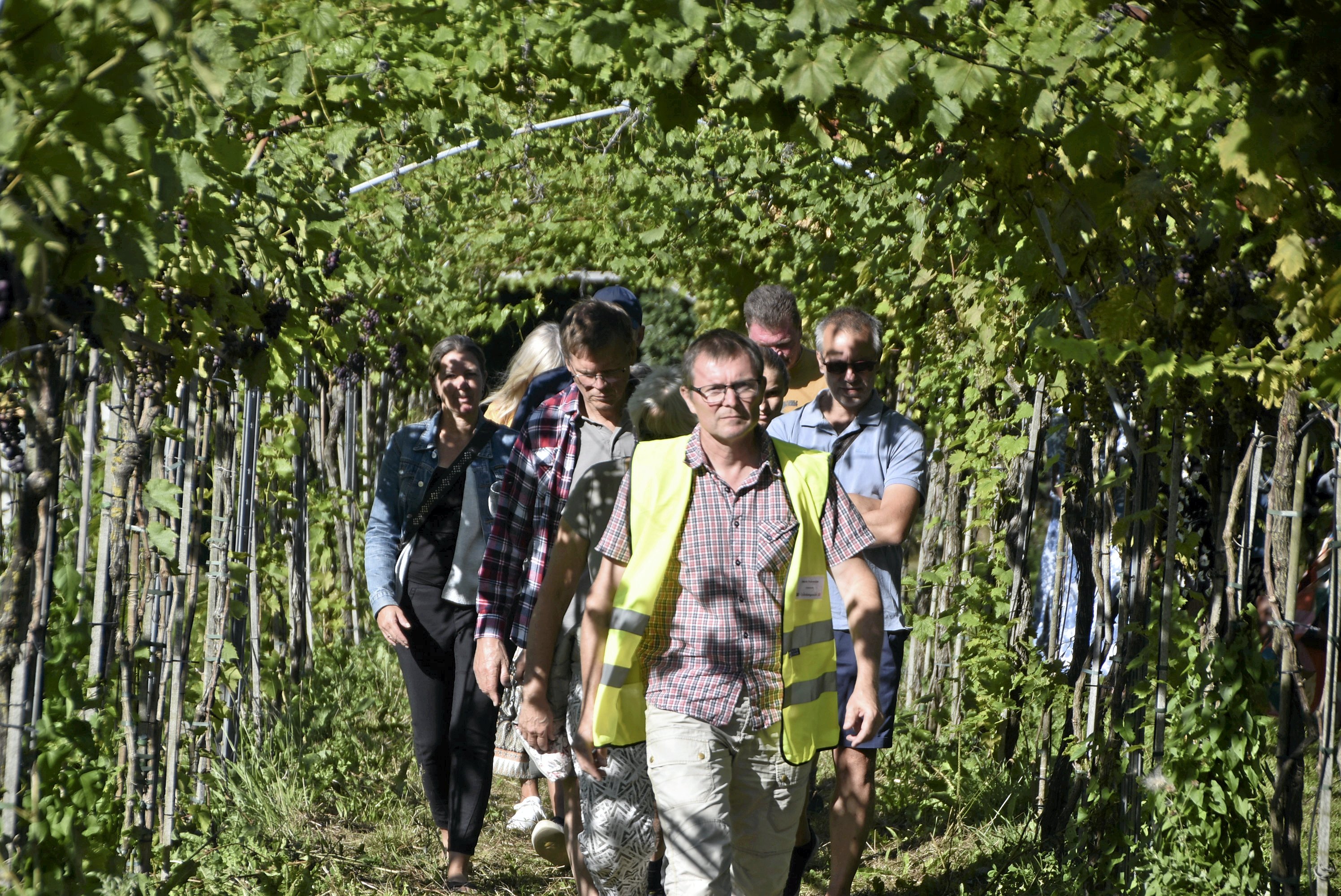 Lørdag 2. september kl. 12-17 er der Åben Vingård og der  byder Vesterhave Vingaard  i Karrebæksminde som altid indenfor til en hyggelig dag nær Smålandshavet . Foto: Per Skov Silbo