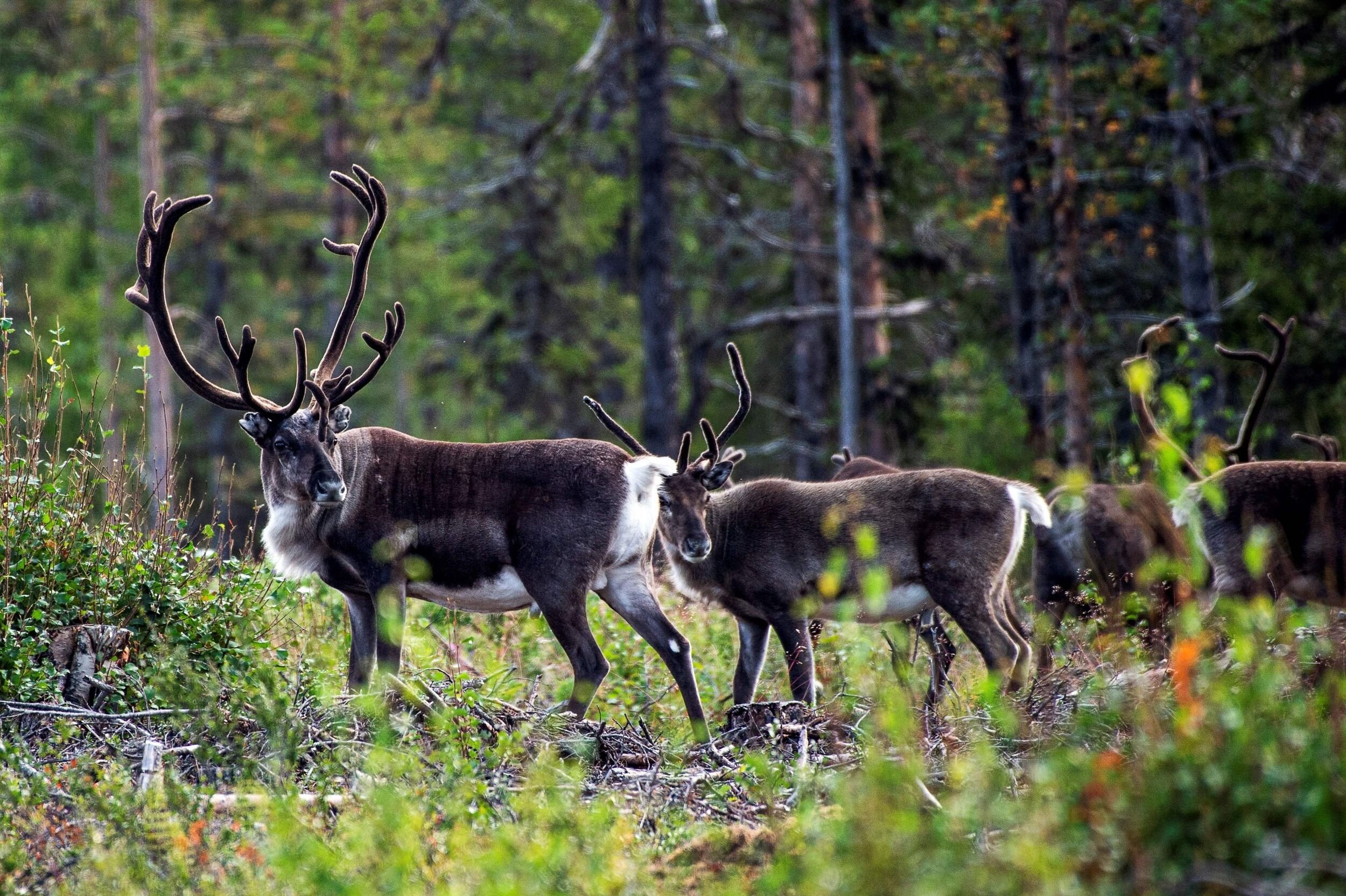 Flere vildtregn og lavere fartgrænser er på Sametingets ønskeliste, efter at flere rensdyr er blevet dræbt.