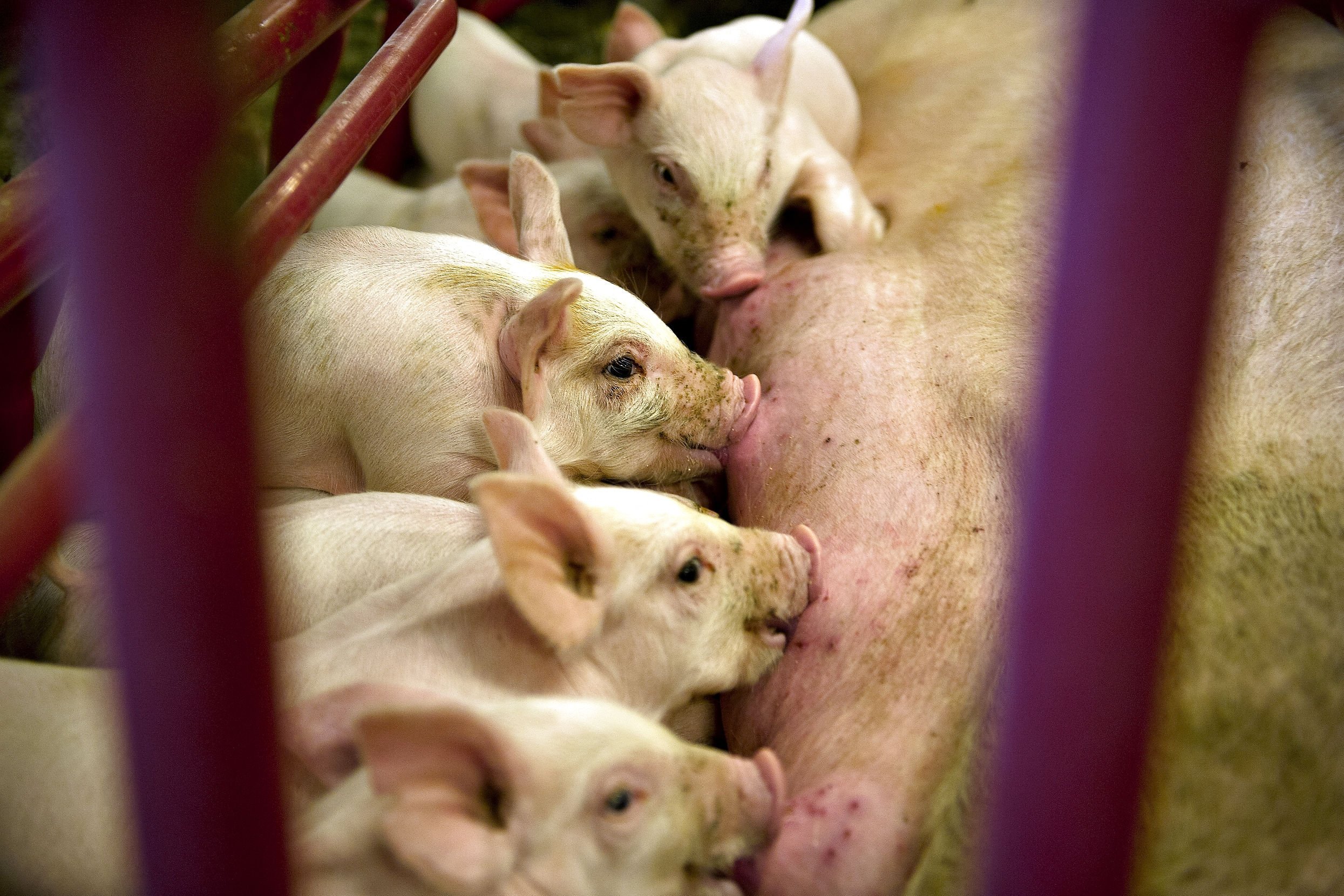 Landbruget har ikke nået mål om flere overlevende grise. Minister indkalder erhvervet til en samtale.