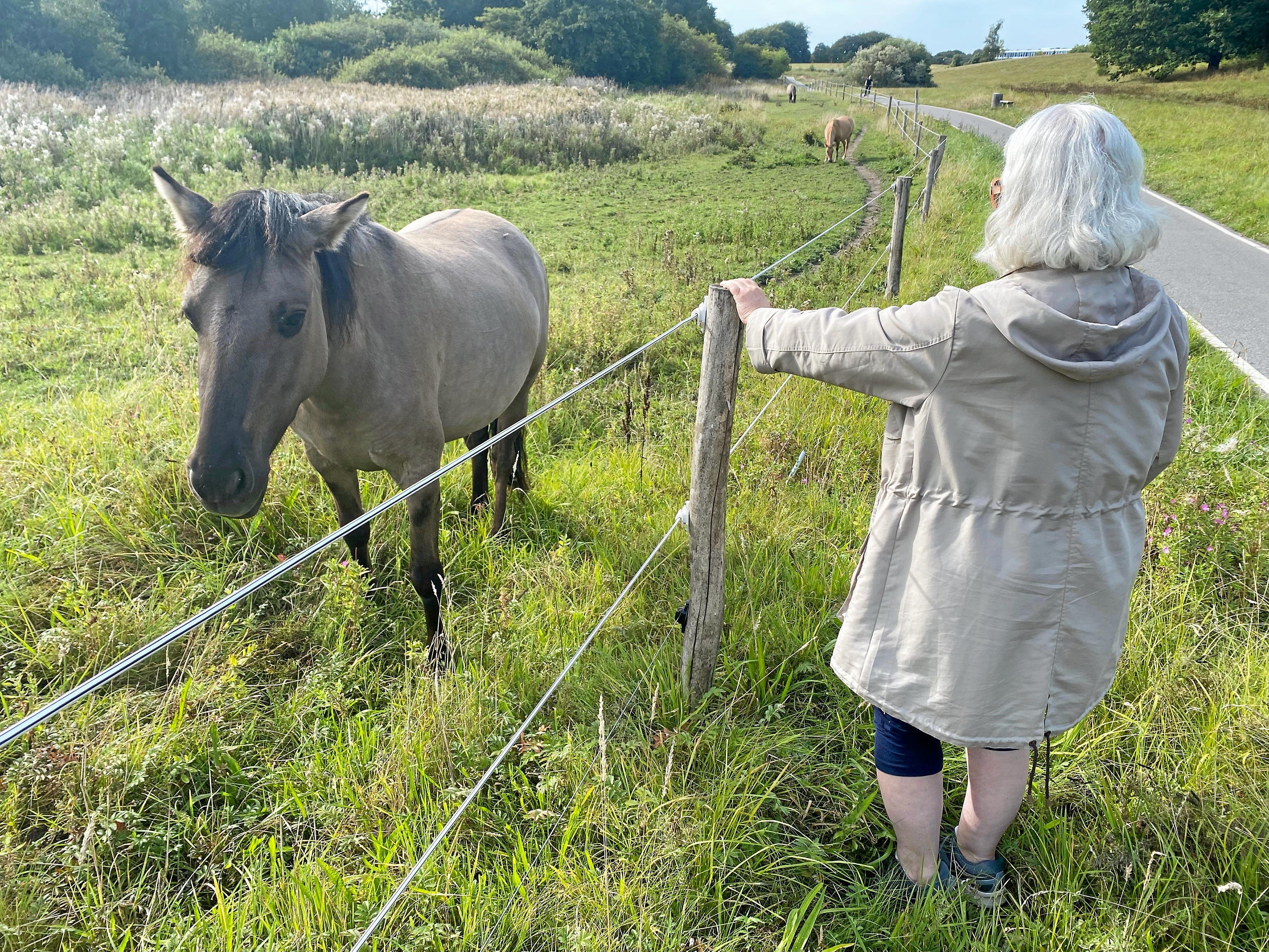 Anja Momona ved hestene i Høje Gladsaxe Park Foto: Anne Mette Ahlgreen