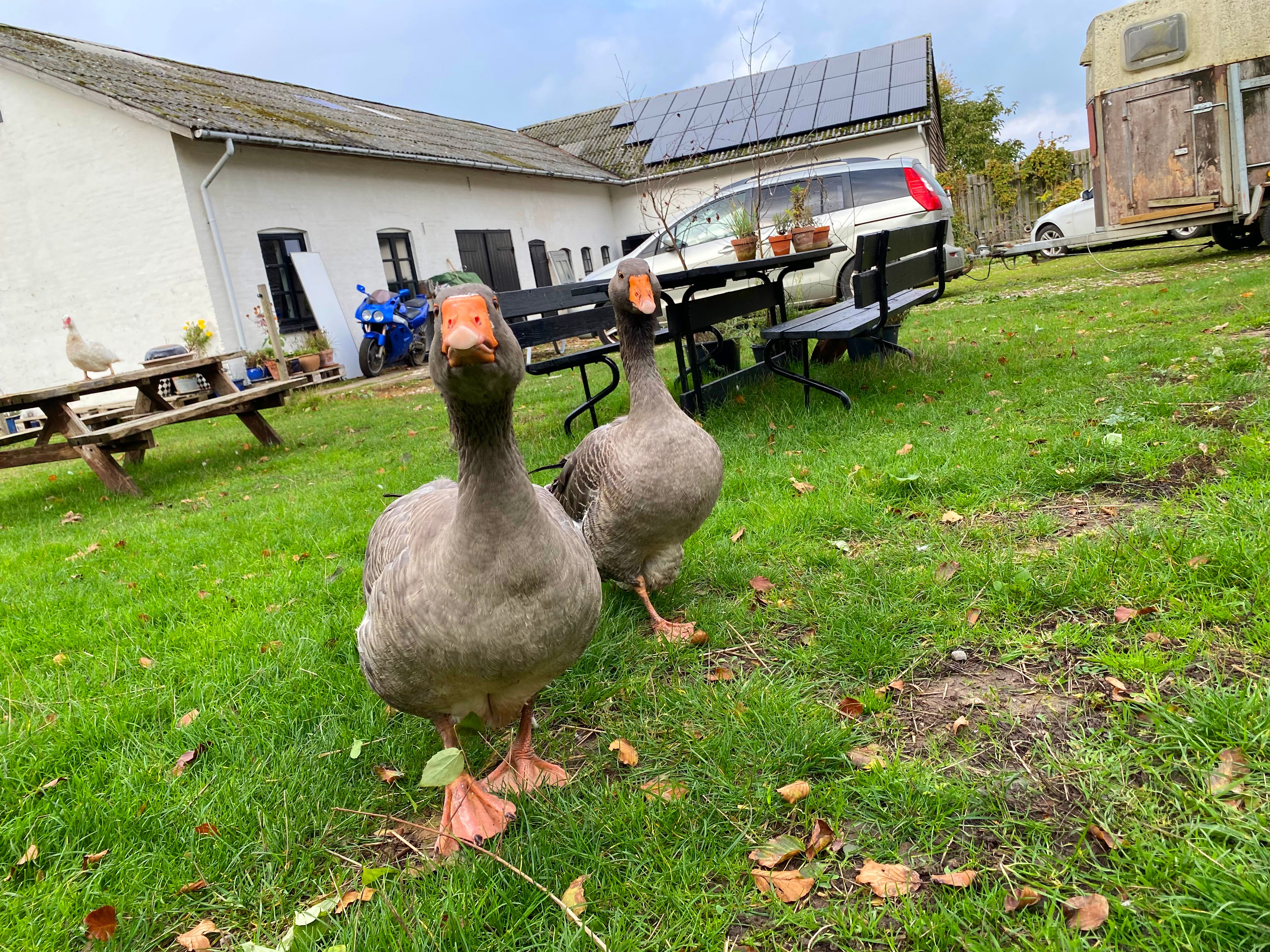 Skortskær Besøgsgård med B&B og et stykke over 100 dyr er ramt af stigende foderpriser.