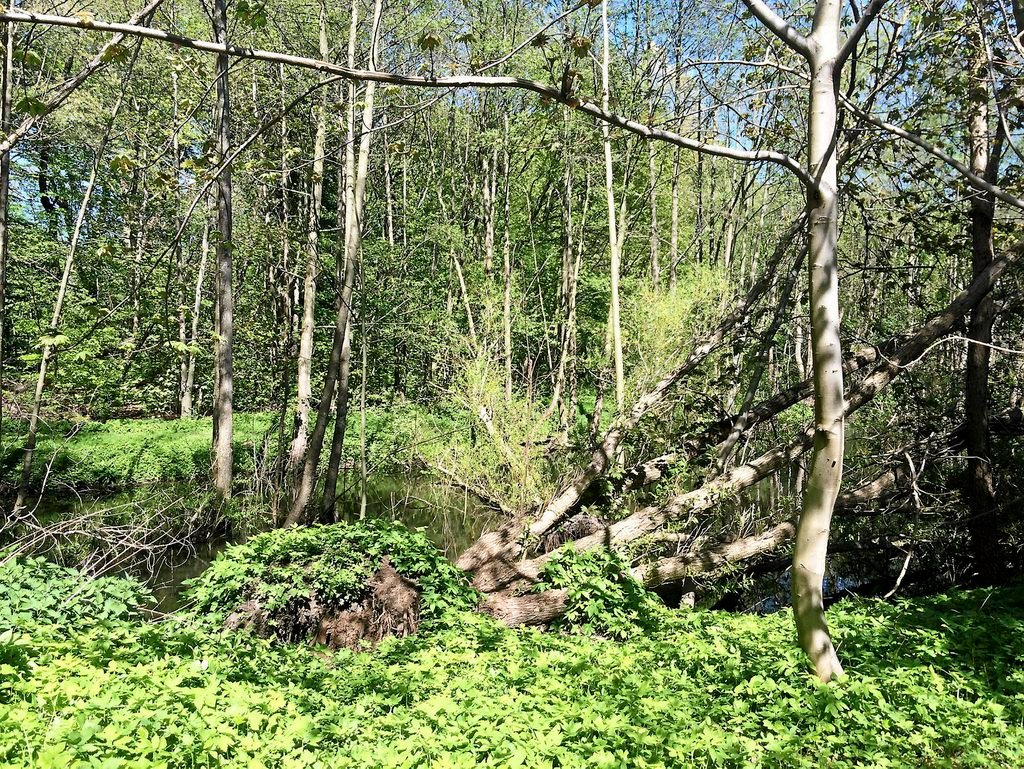 Helsingør kan meget vel få Nordsjællands første skovbegravelsesplads. I hvert fald vil politikerne i byrådet have embedsværket til at undersøge, hvordan og hvor den alternative begravelsesform kan blive etableret lokalt.