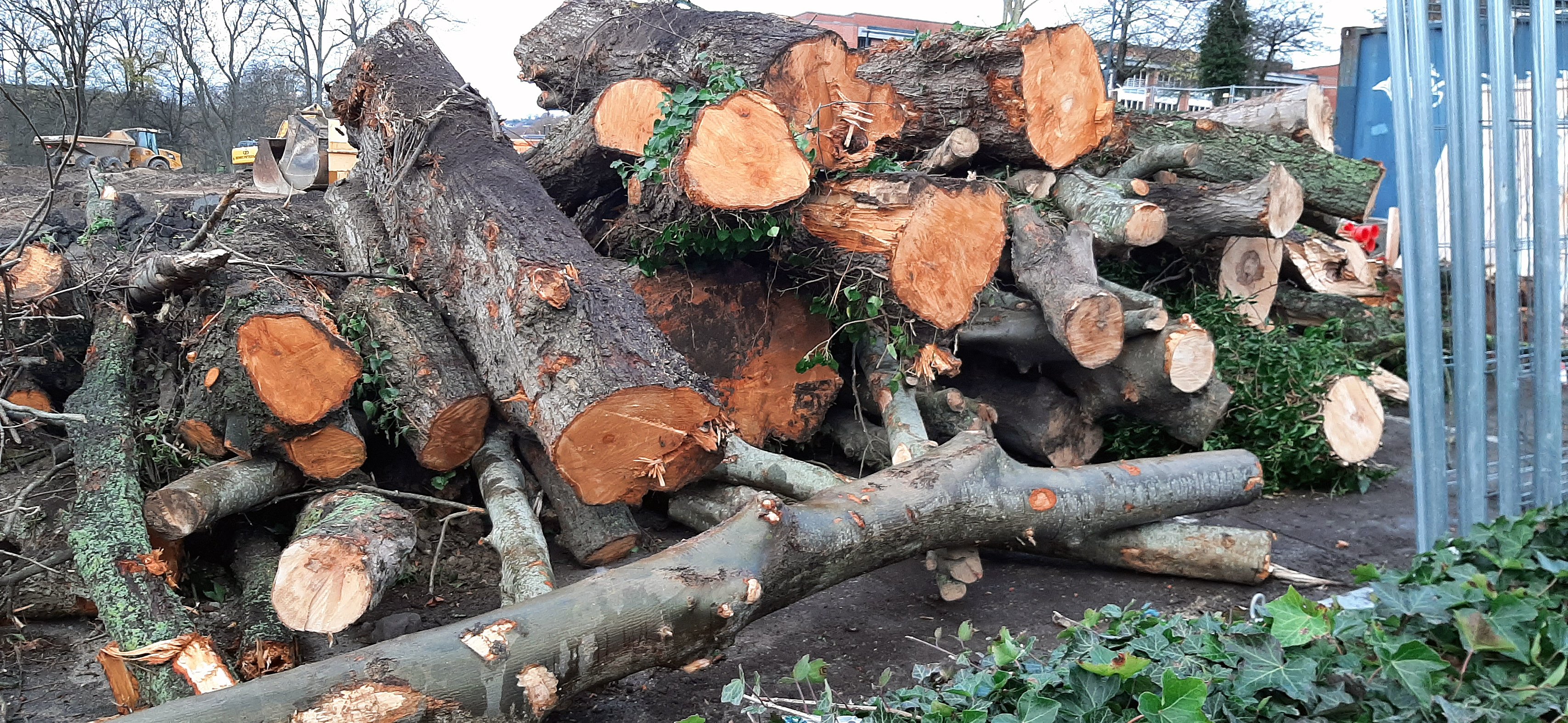 Fældede træer i Klosterparken. Foto: Hans Rørbech