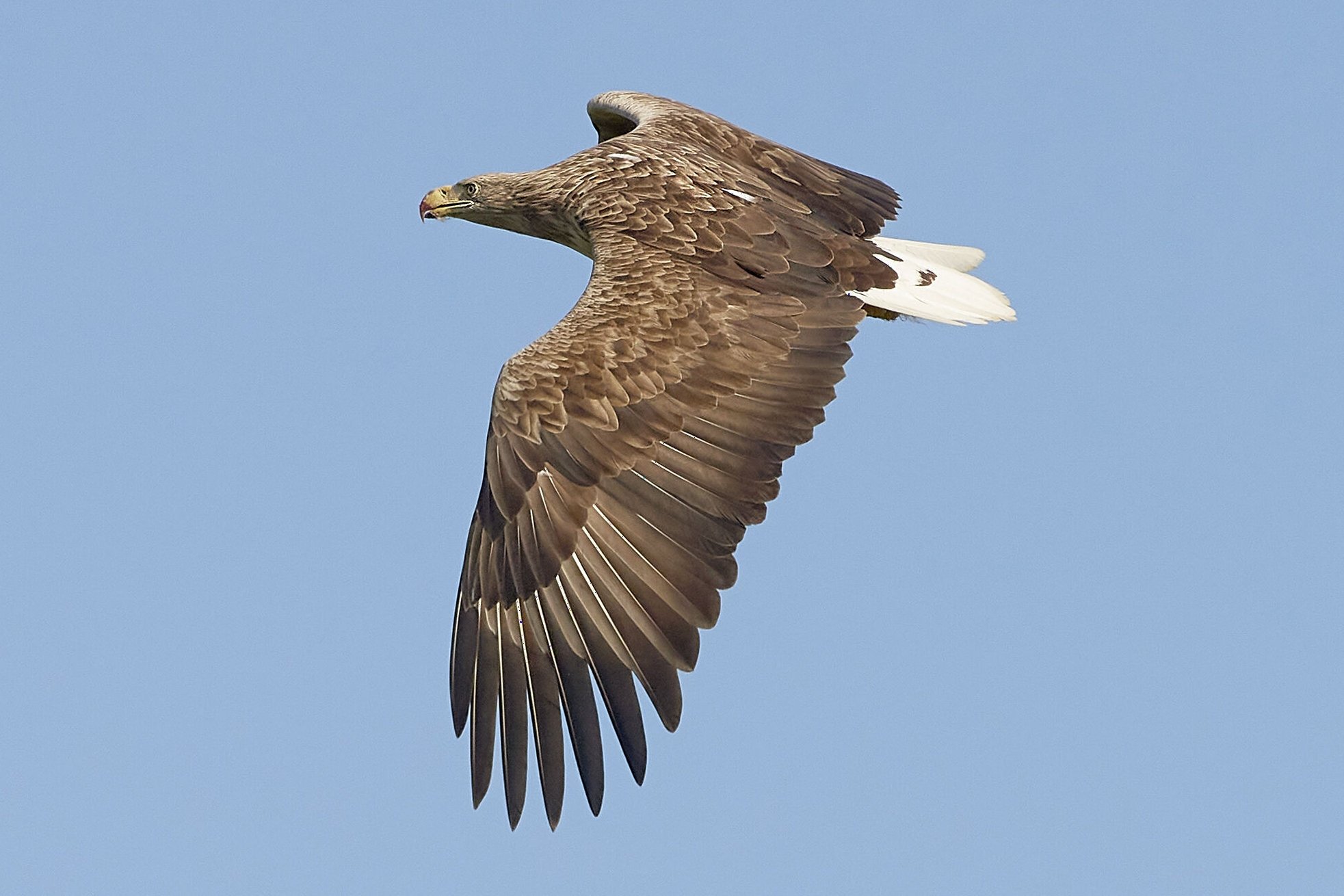 Bestanden af havørne overvåges i DOF Birdlifes Projekt Ørn. I år har der været mindst 180 unger i Danmark.