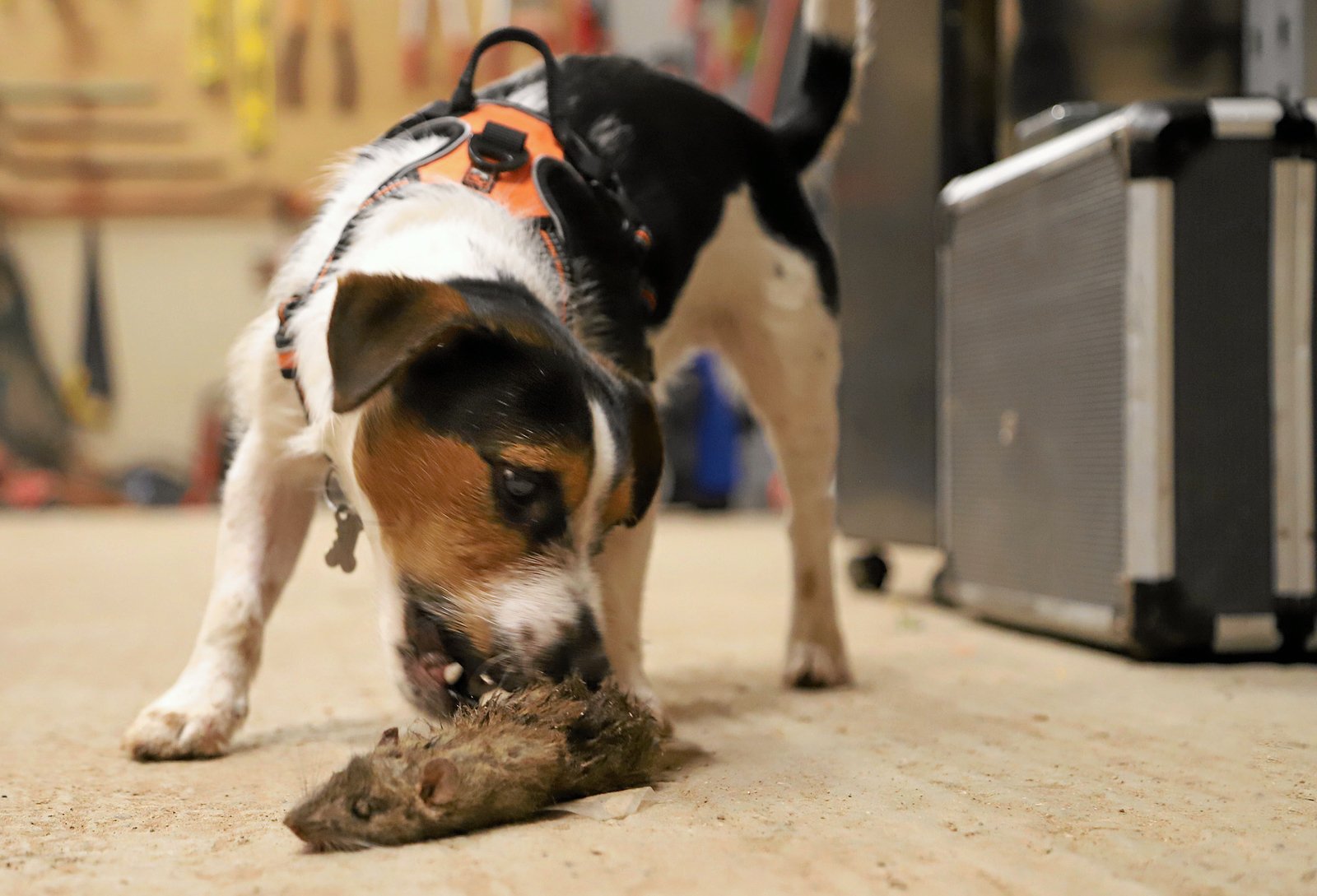 Hunde bliver også brugt til at bekæmpe rotter. Her ses rottehunden Amigo.