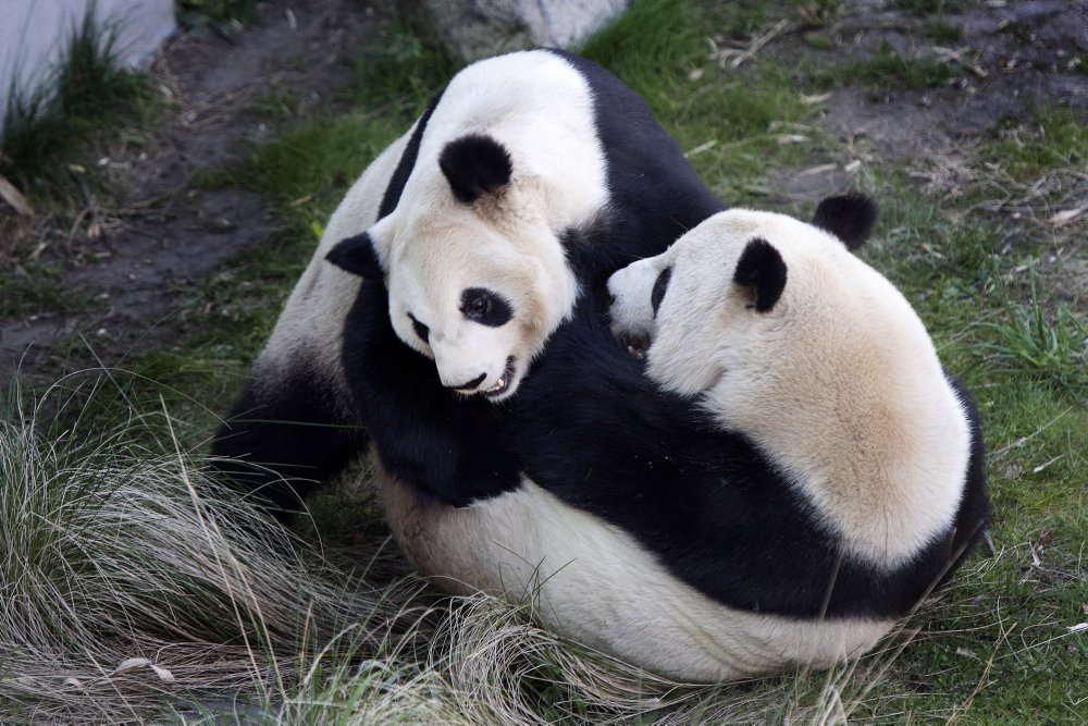 Hvis pandaer i København Zoo lykkes med at parre sig og får unger, vil ungerne tilhøre Kina.