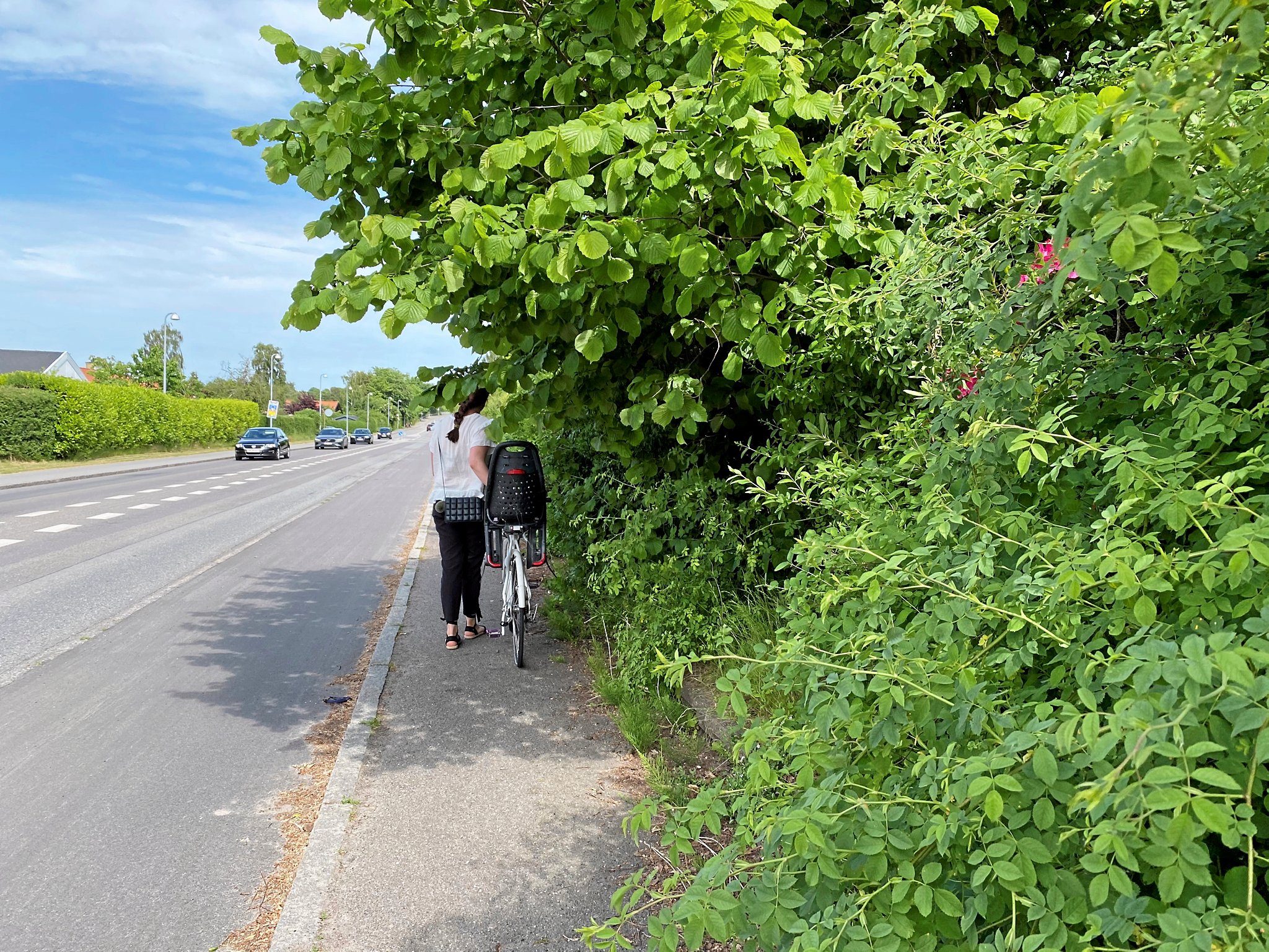 Hos flere grundejere er hækken for bred og rager ud over fortove og cykelstier. Det går ud over trafiksikkerheden.