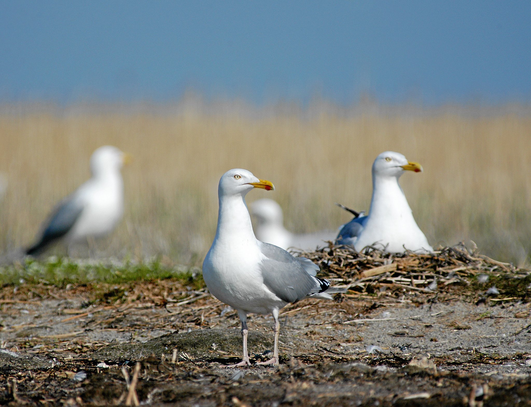Sølvmågen er i kraftig tilbagegang i Roskilde Fjord - faktisk i hele Danmark.