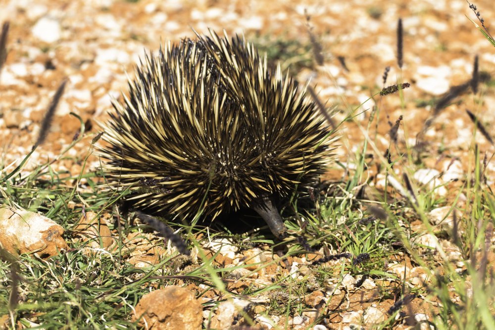 De tilhører en gammel gruppe af pattedyr, men myrepindsvin har formået at udvikle sig og overleve til i dag. Et af midlerne er en penis med fire hoveder.