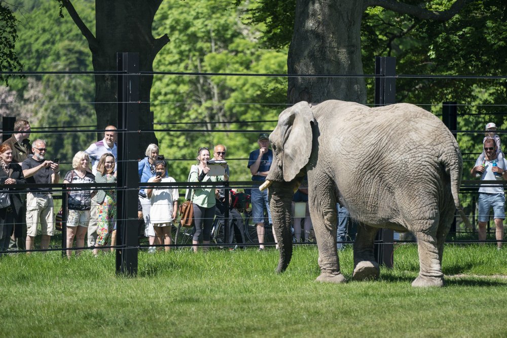 Fire cirkuselefanter flyttede lørdag ind i Knuthenborg Safaripark, og det er gået over al forventning.