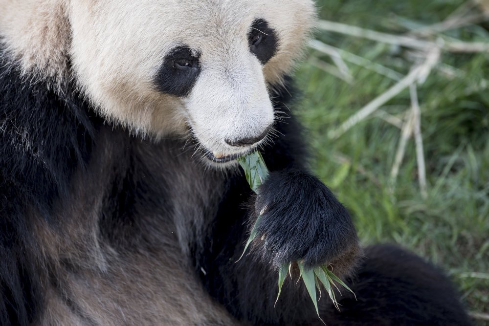Mandag morgen slap en panda ud af sit anlæg i Zoologisk Have. Her kan du læse mere om de to kinesiske pandaer.