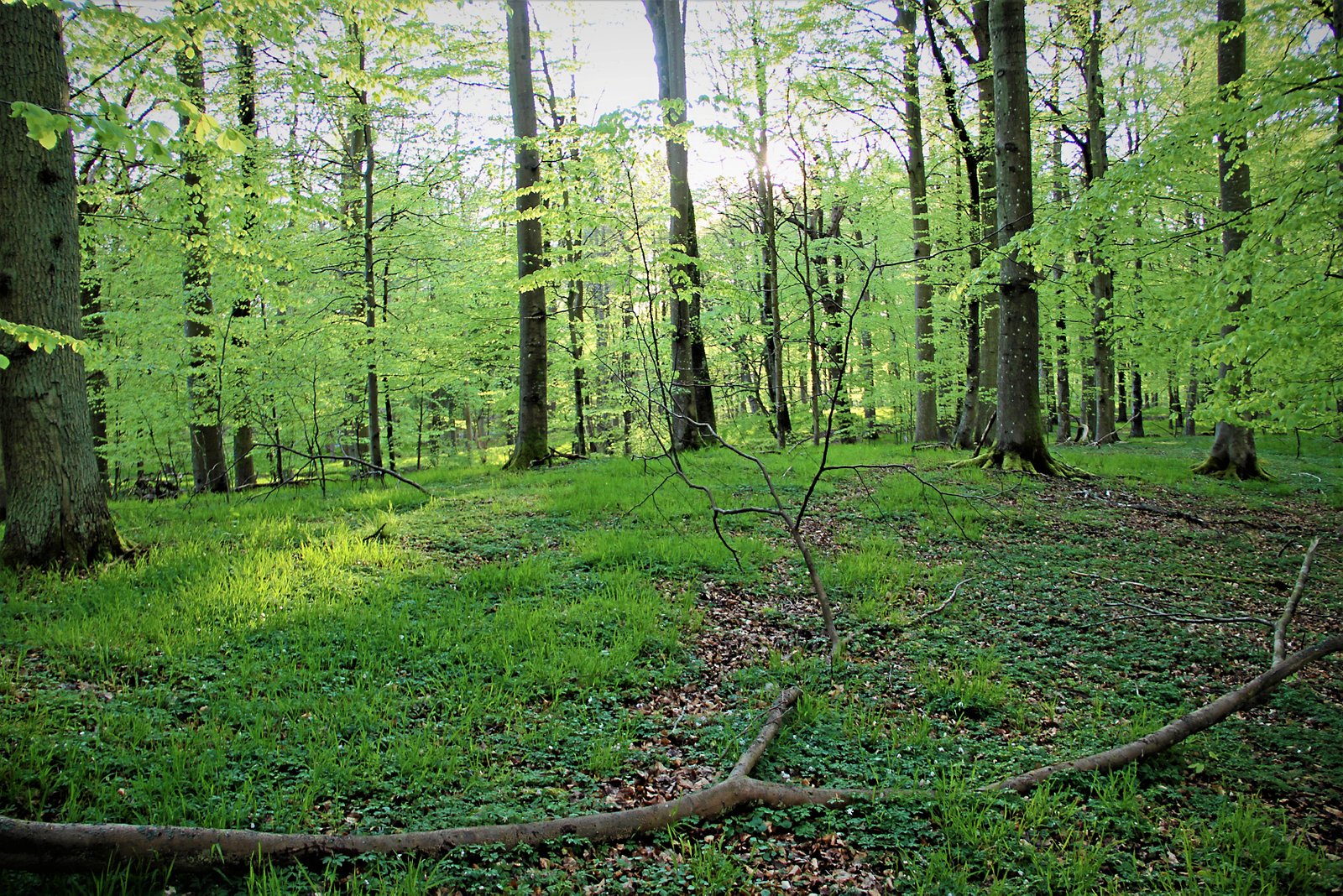 Nu er der endnu flere muligheder for at vågne op til fuglefløjt i soveposen under trækronerne