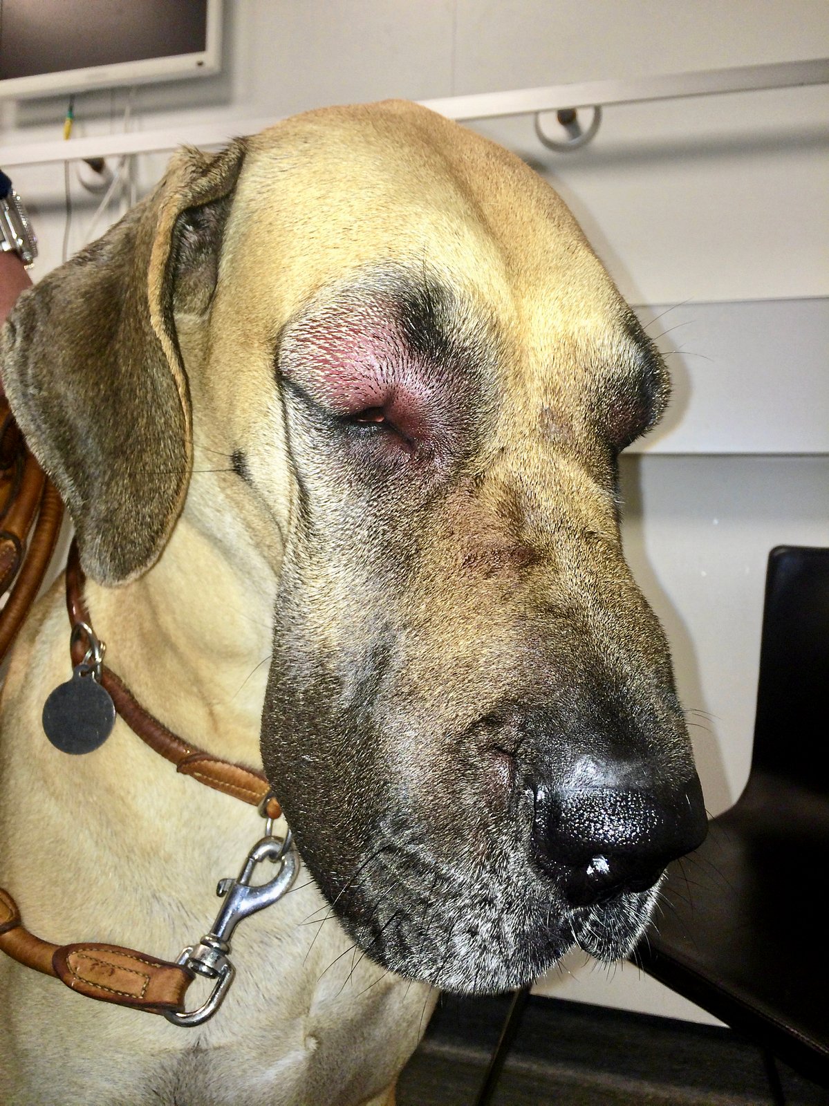 Det kan være smerteligt, når din hund bliver stukket af en bi eller hveps, lyder det i denne uges udgave af klummen Dyrlægerne