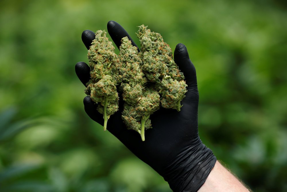 Danske Patienter og Scleroseforeningen er ikke alarmeret over meldinger om bivirkninger fra folk, der har fået udskrevet medicinsk cannabis.