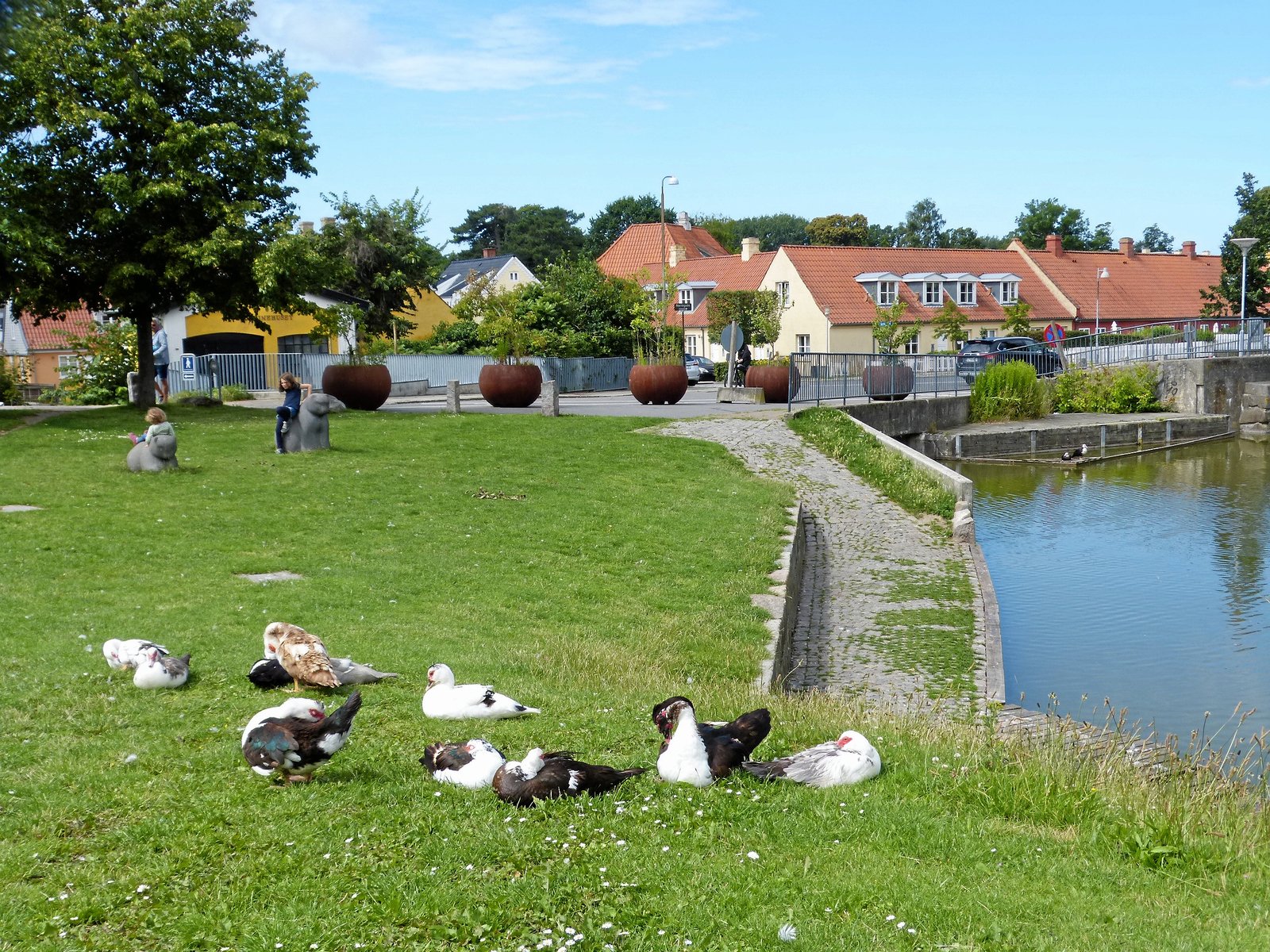 De tamme ænder har ikke noget at gøre i naturen - men hvor kommer de fra?