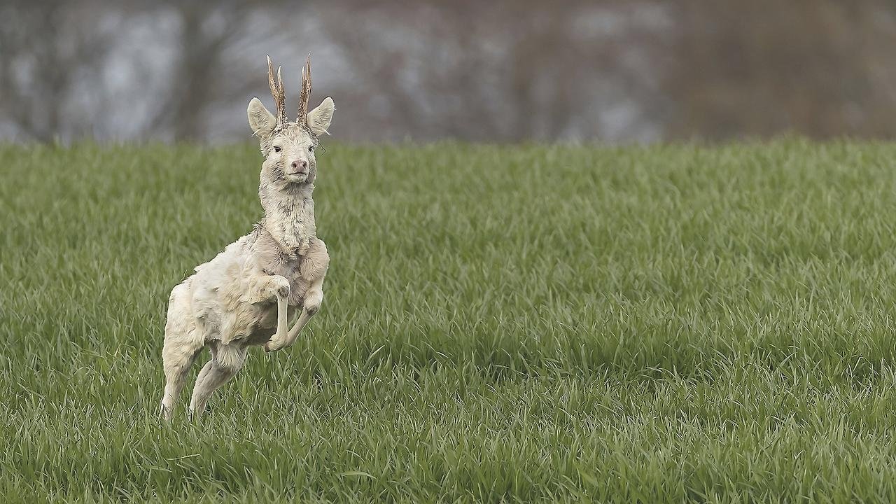 Per Finn Nielsens forrygende foto af sjælden hvid buk på plakaten for Jagtmessen i FrederiksborgCentret i Hillerød 5.-7. april